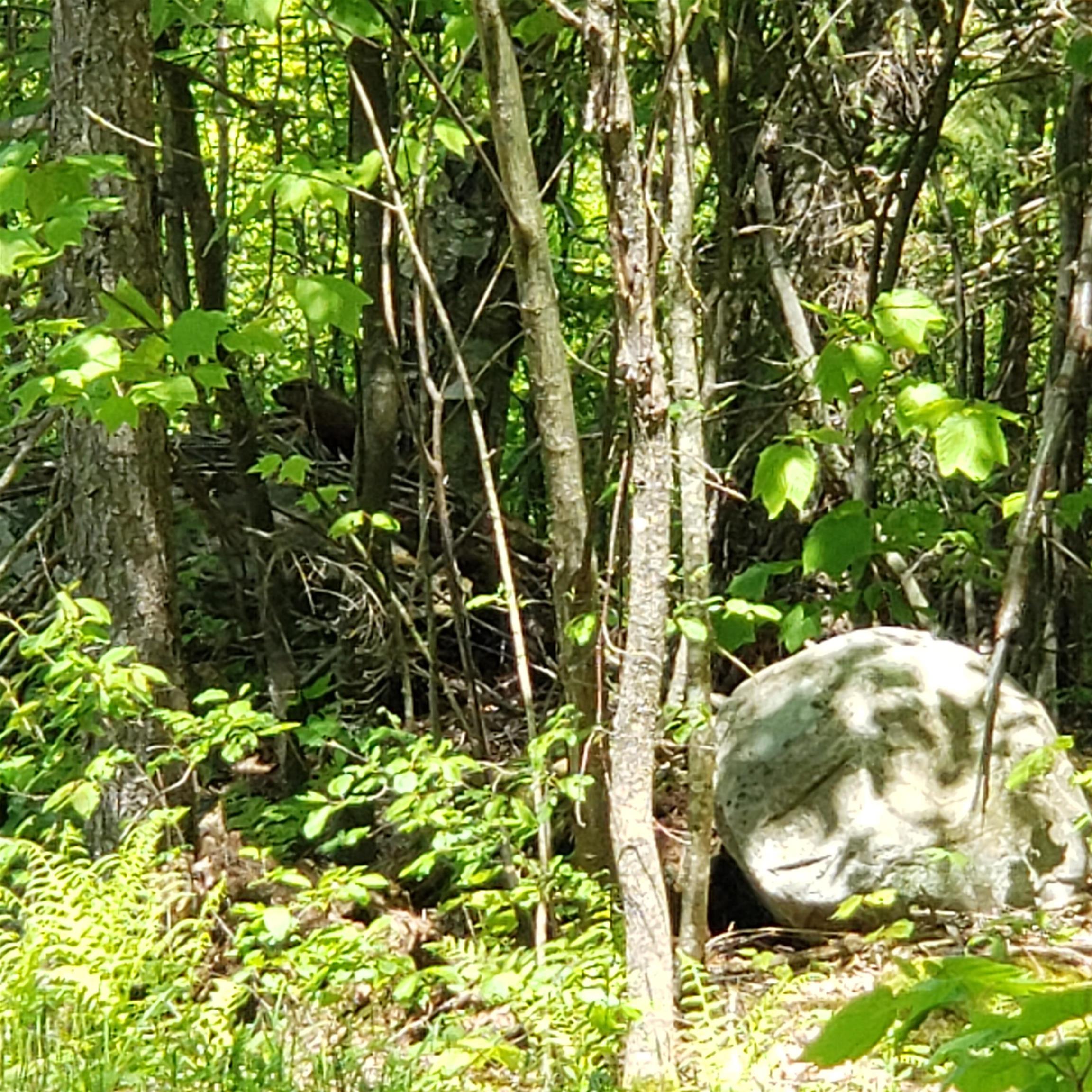 Beaver