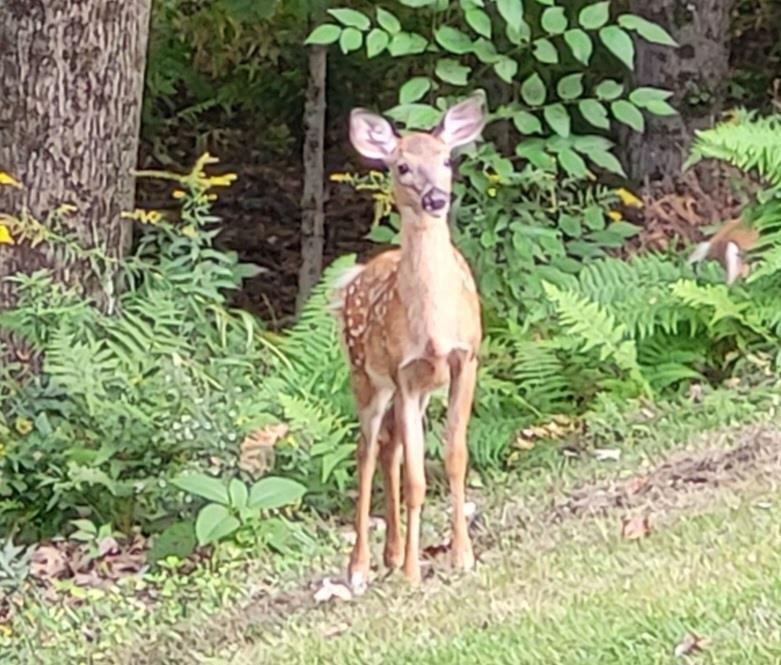 MLS #5049319 image #51