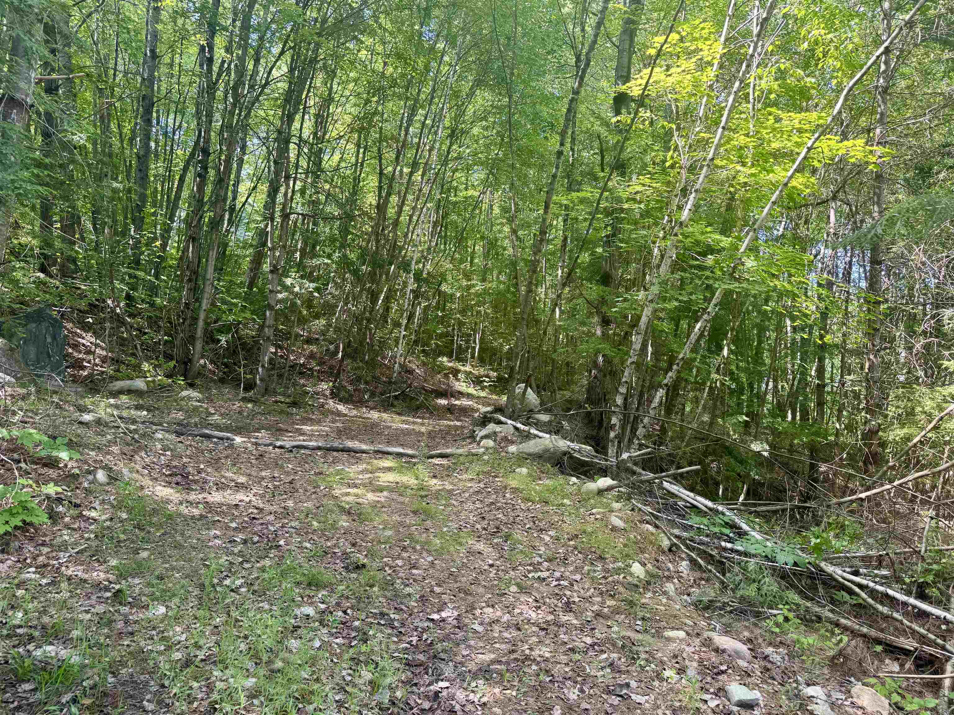 Beautiful forest
