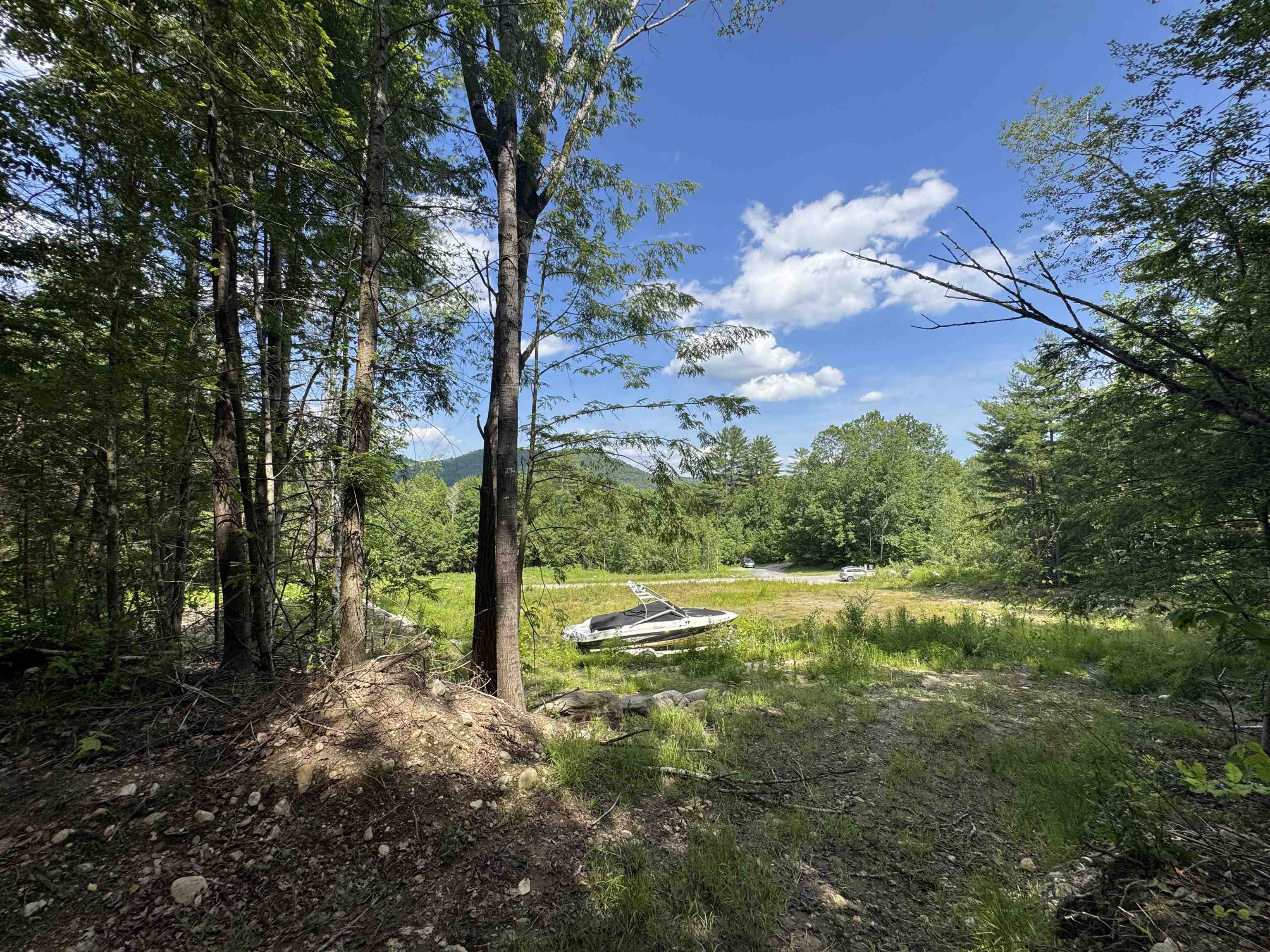Natural woodland with mature trees