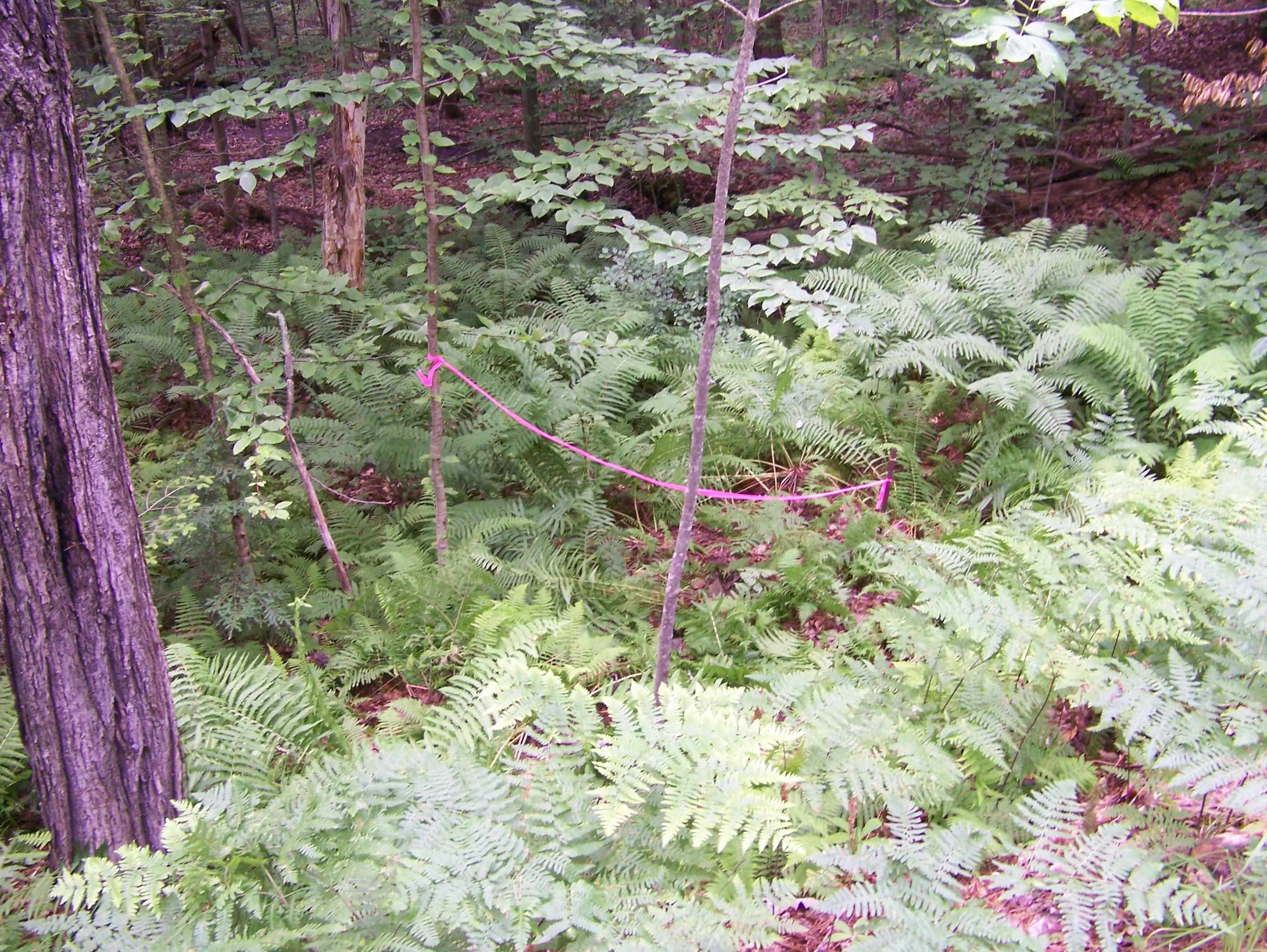 MLS #5051045 image #6