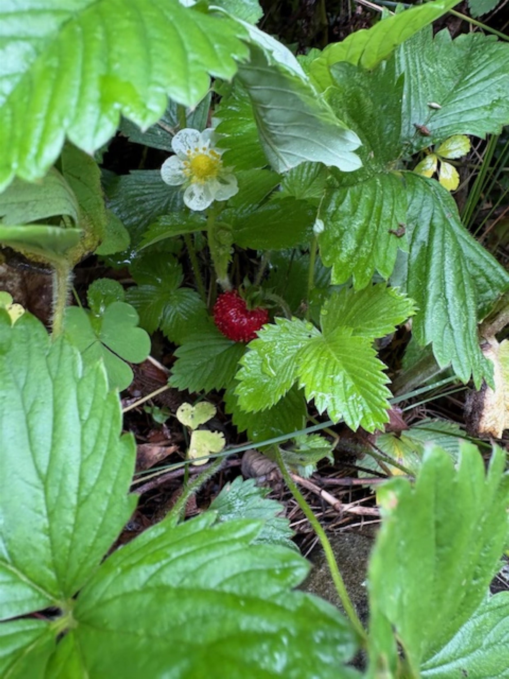Wild strawberries