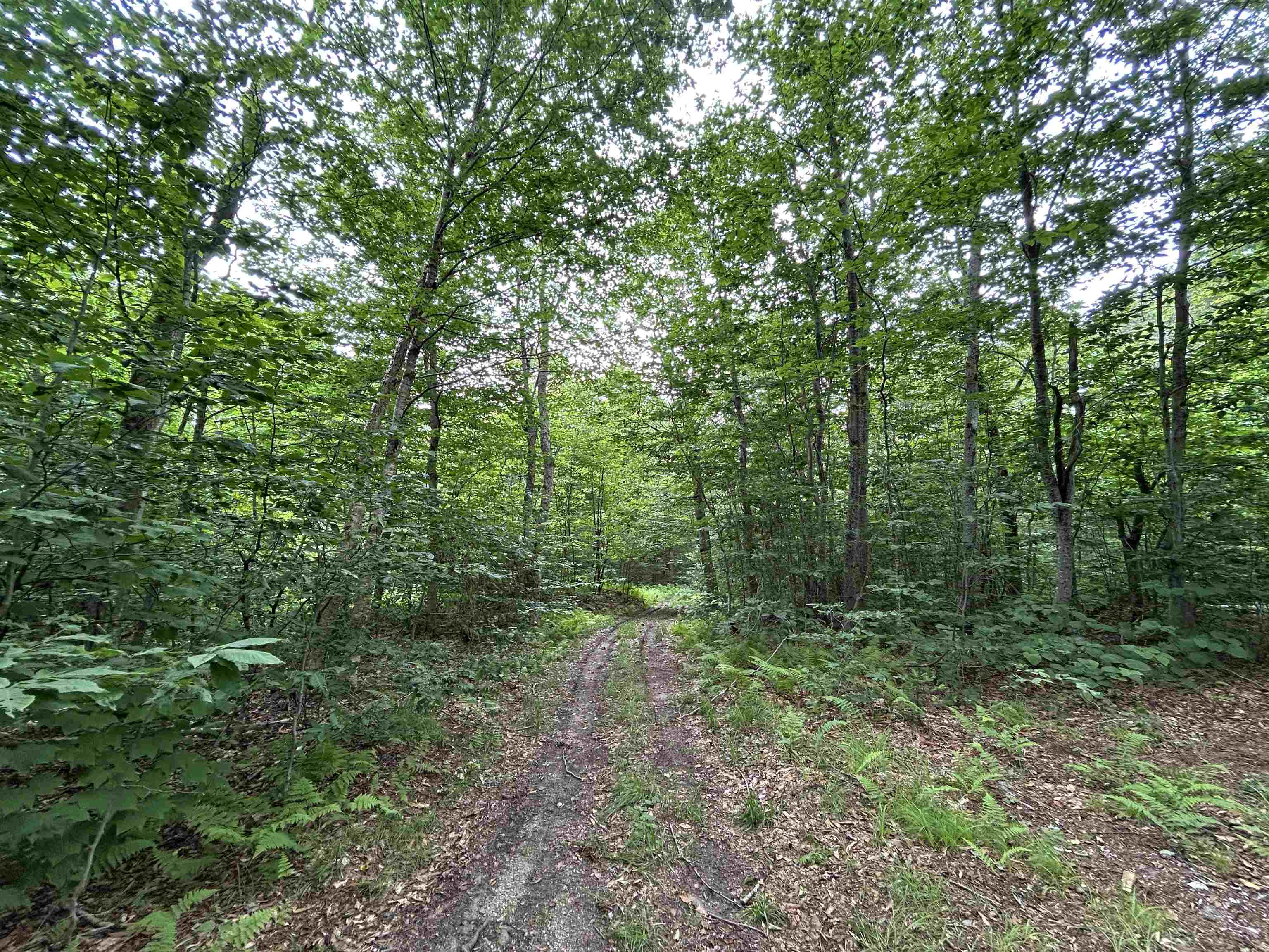 Trail into the woods on property
