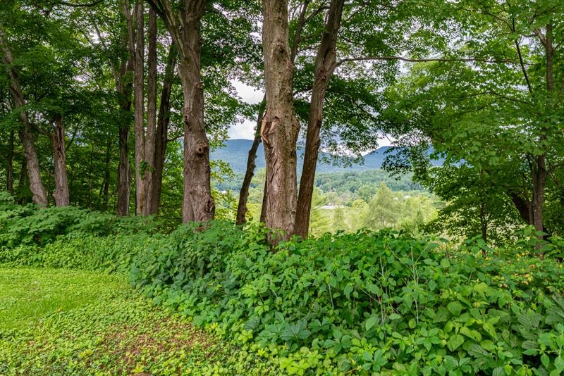 Backyard Views!