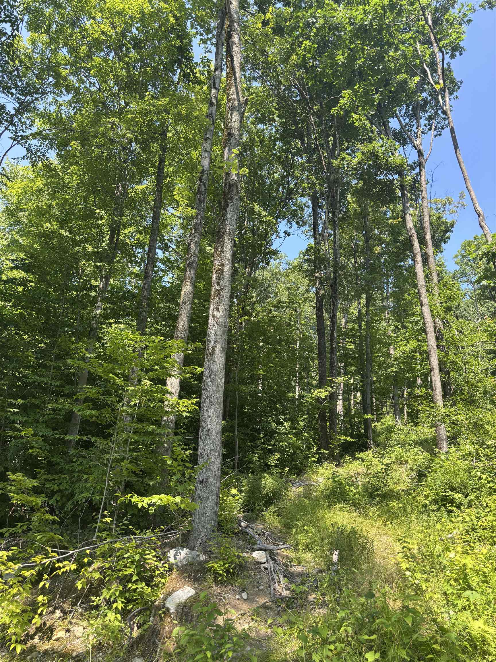 Timber