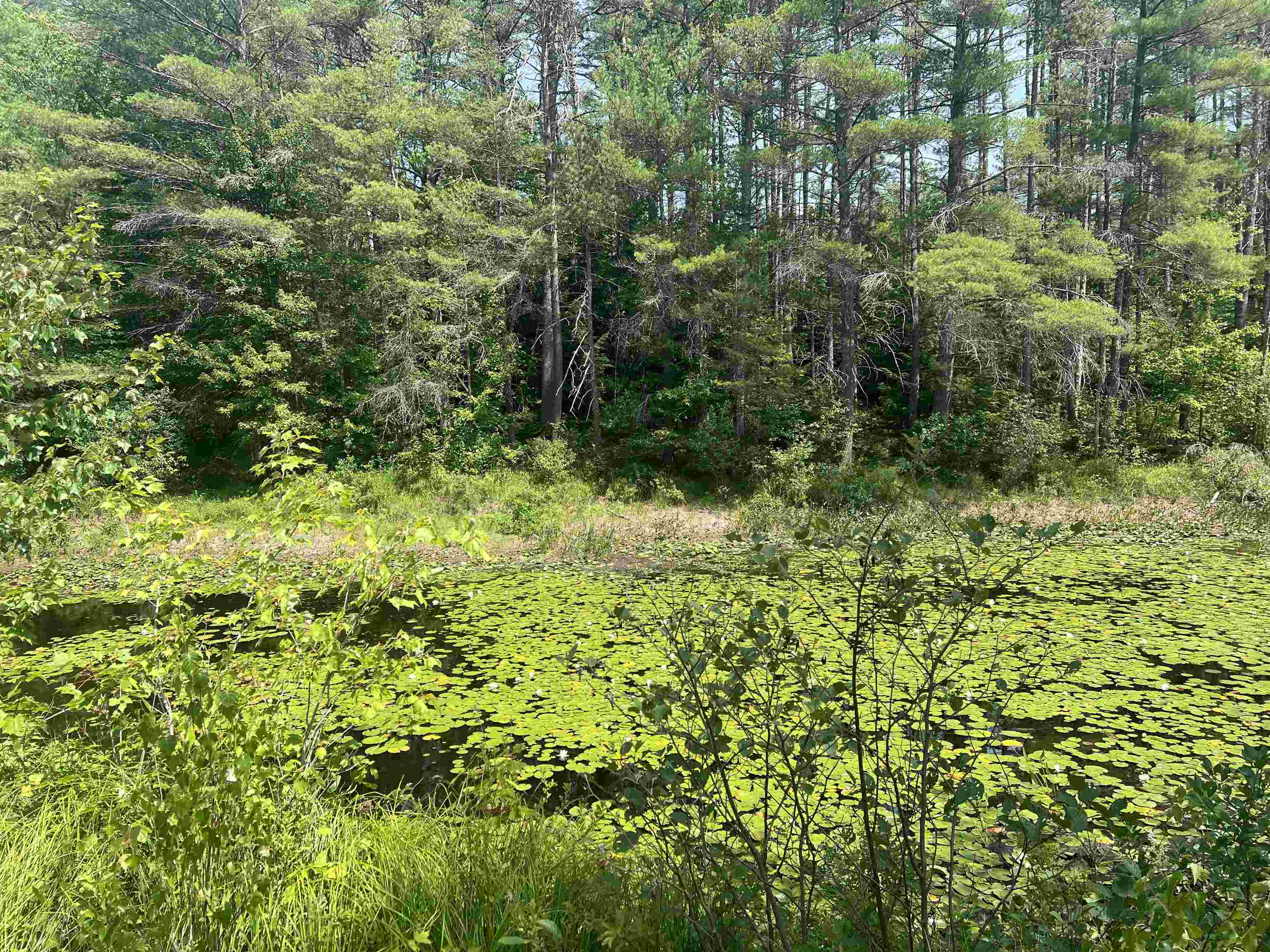 MLS #5053361 image #4