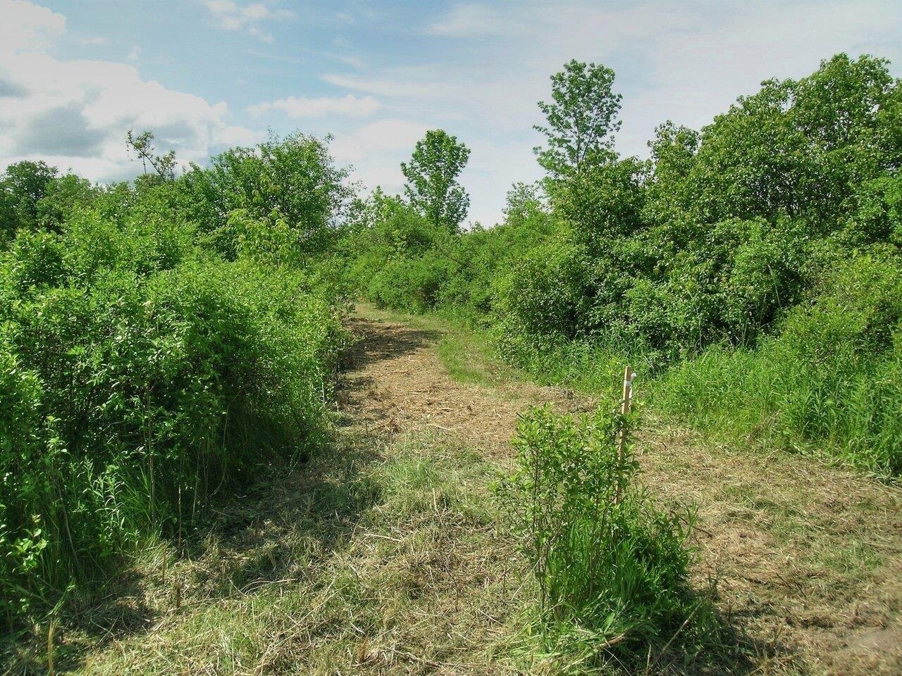 Cleared path to building site