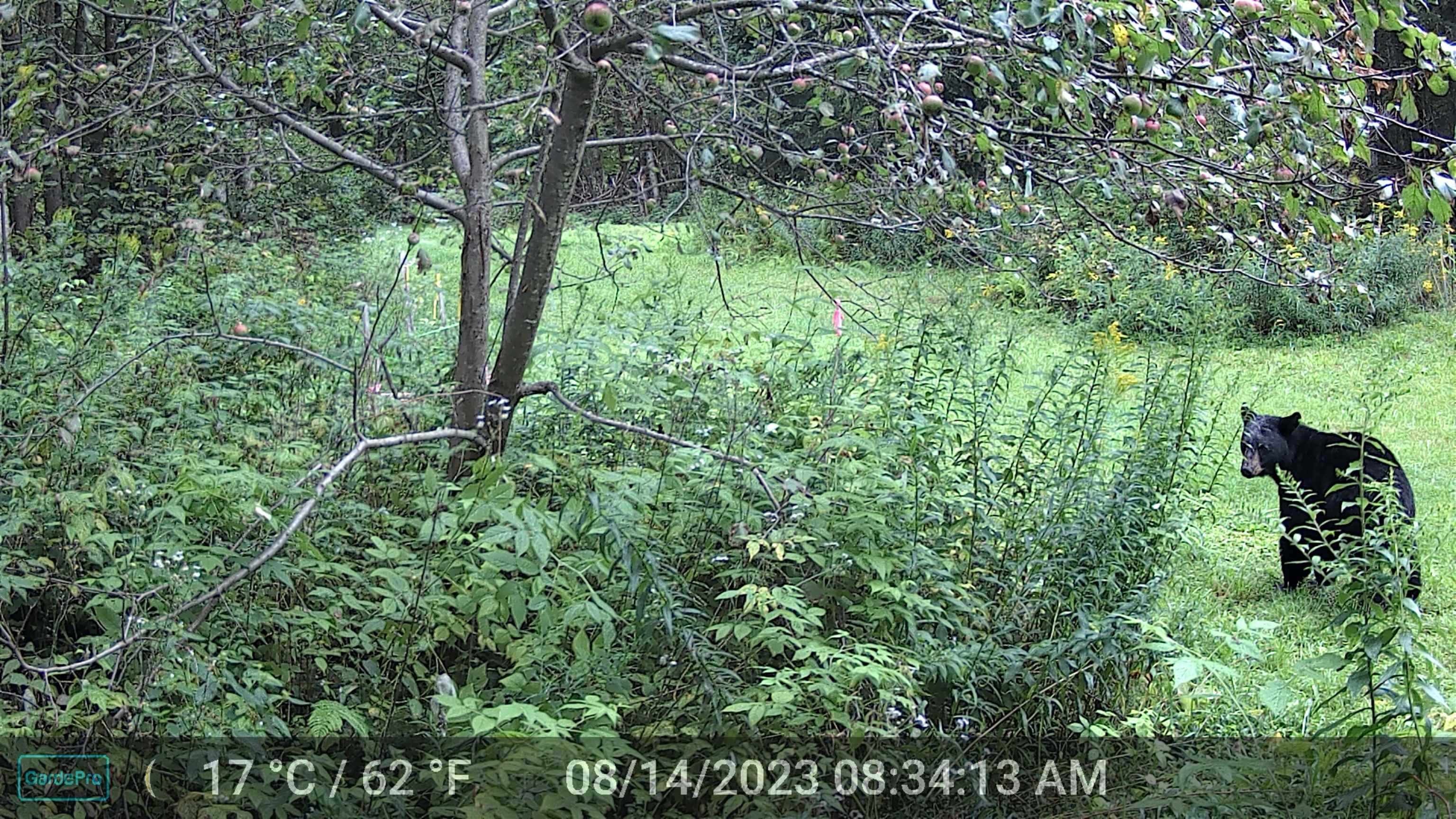 Visitor to the pond