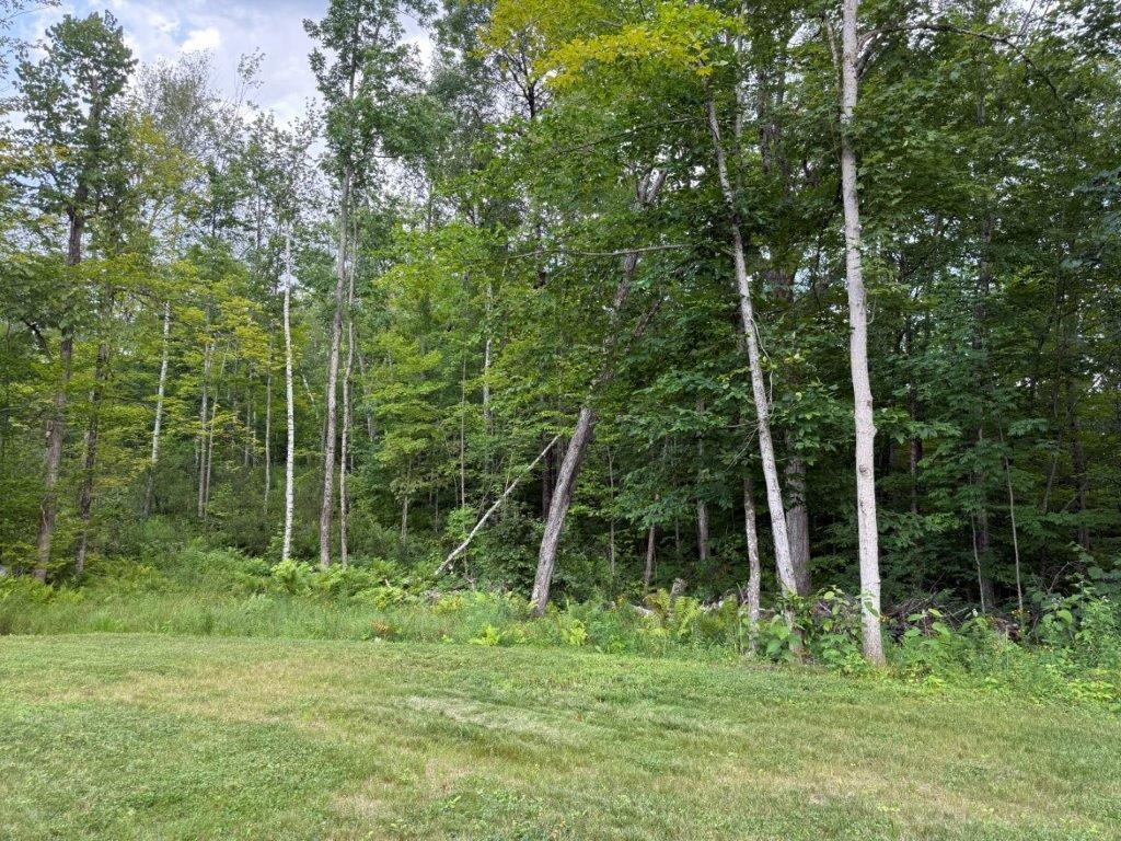 Woods Surround You 23789880