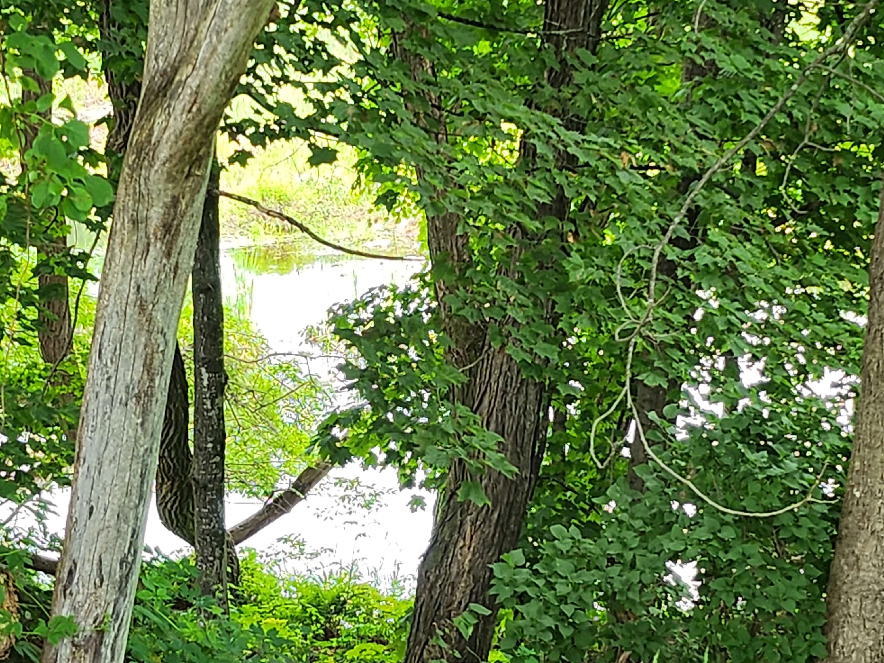 MLS #5054688 image #5