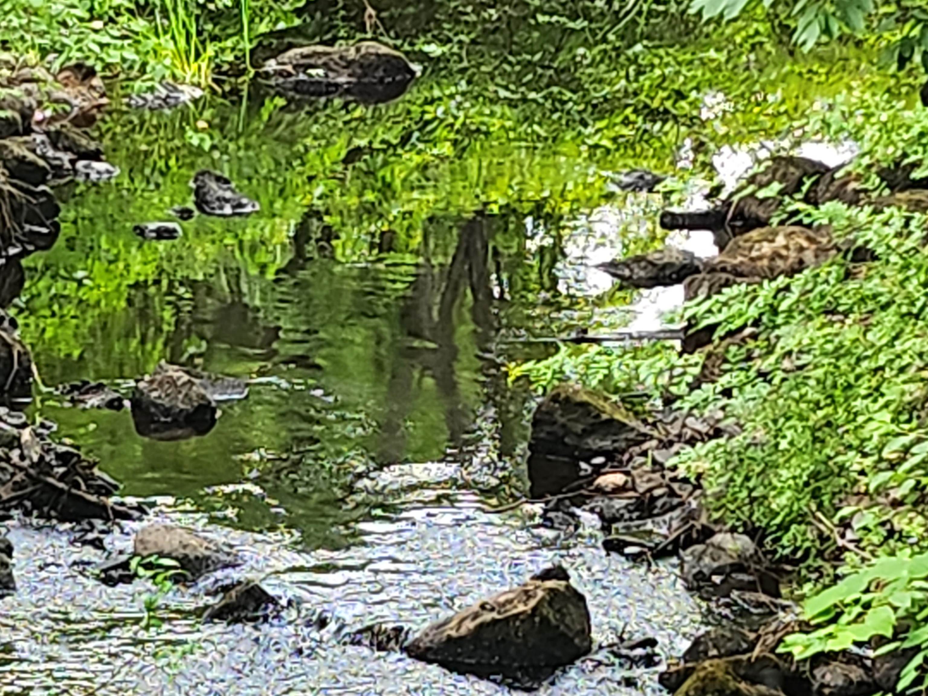 MLS #5054688 image #7