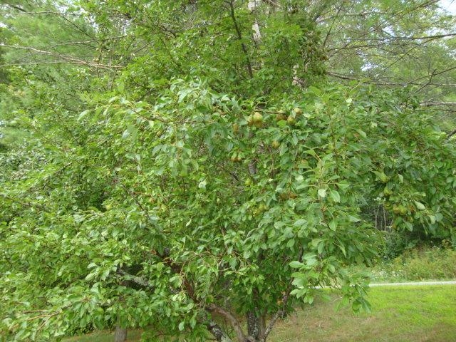 pear trees 23825205