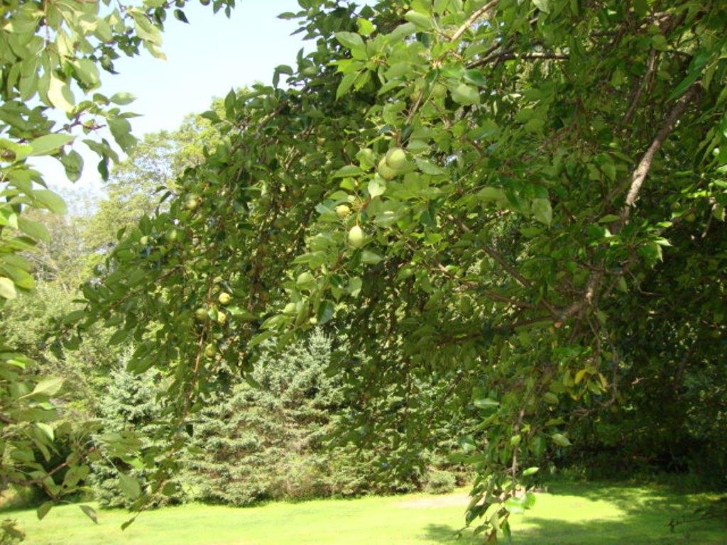 pears 23853237
