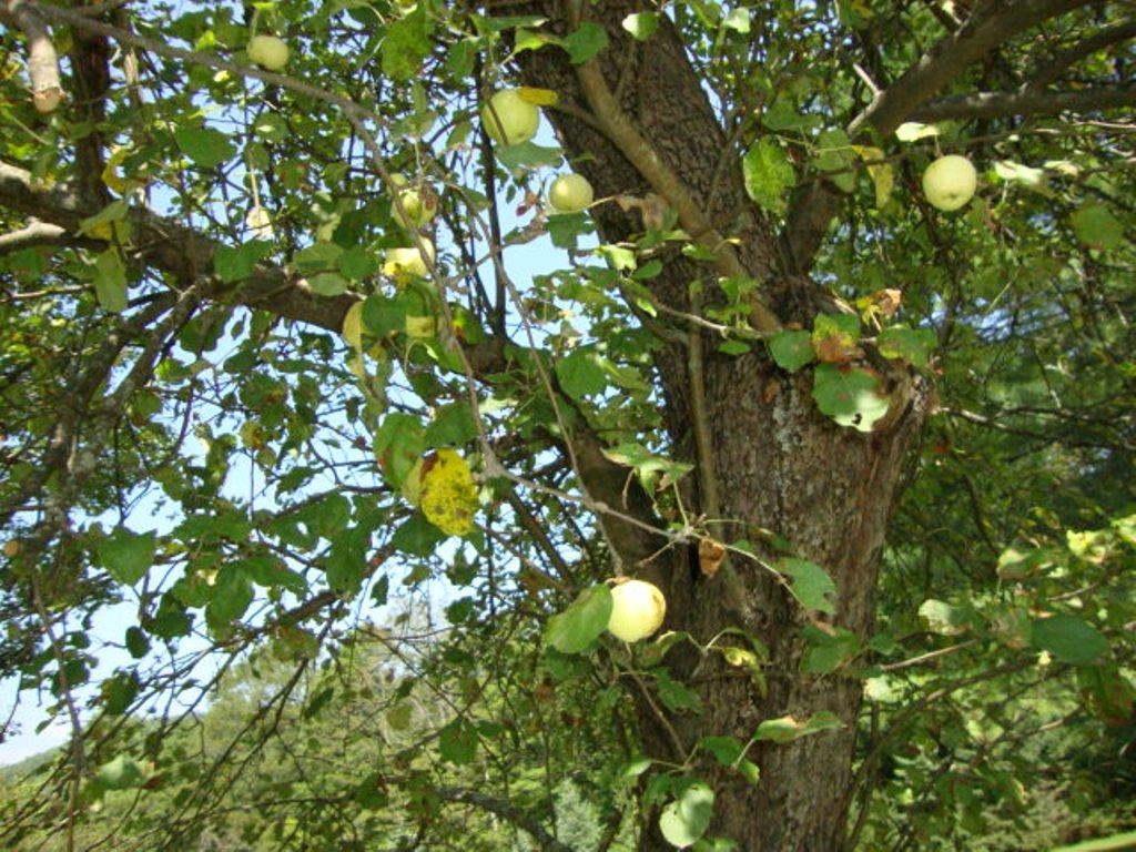 apple 23853239