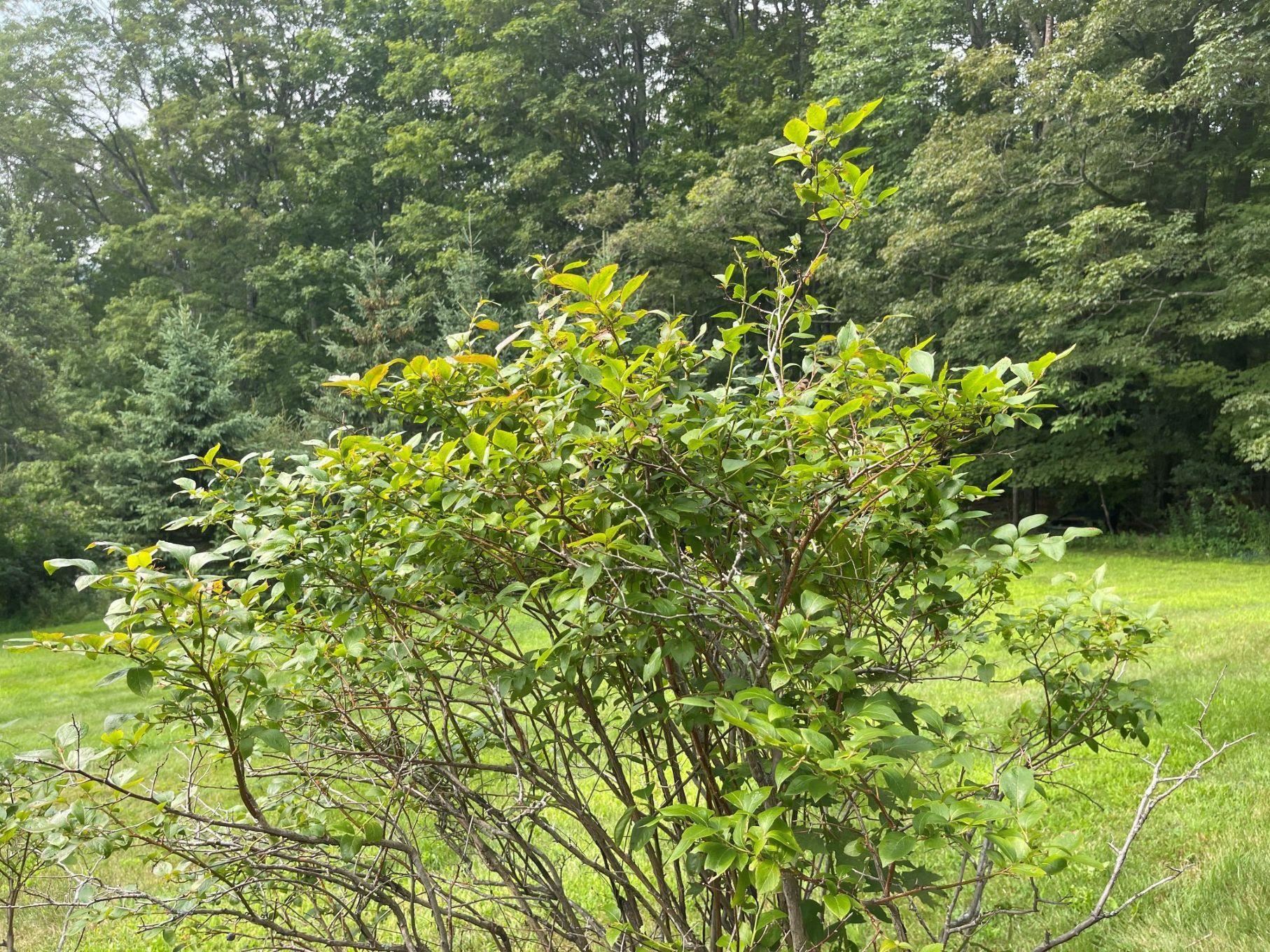 Blueberry bushes 23825207