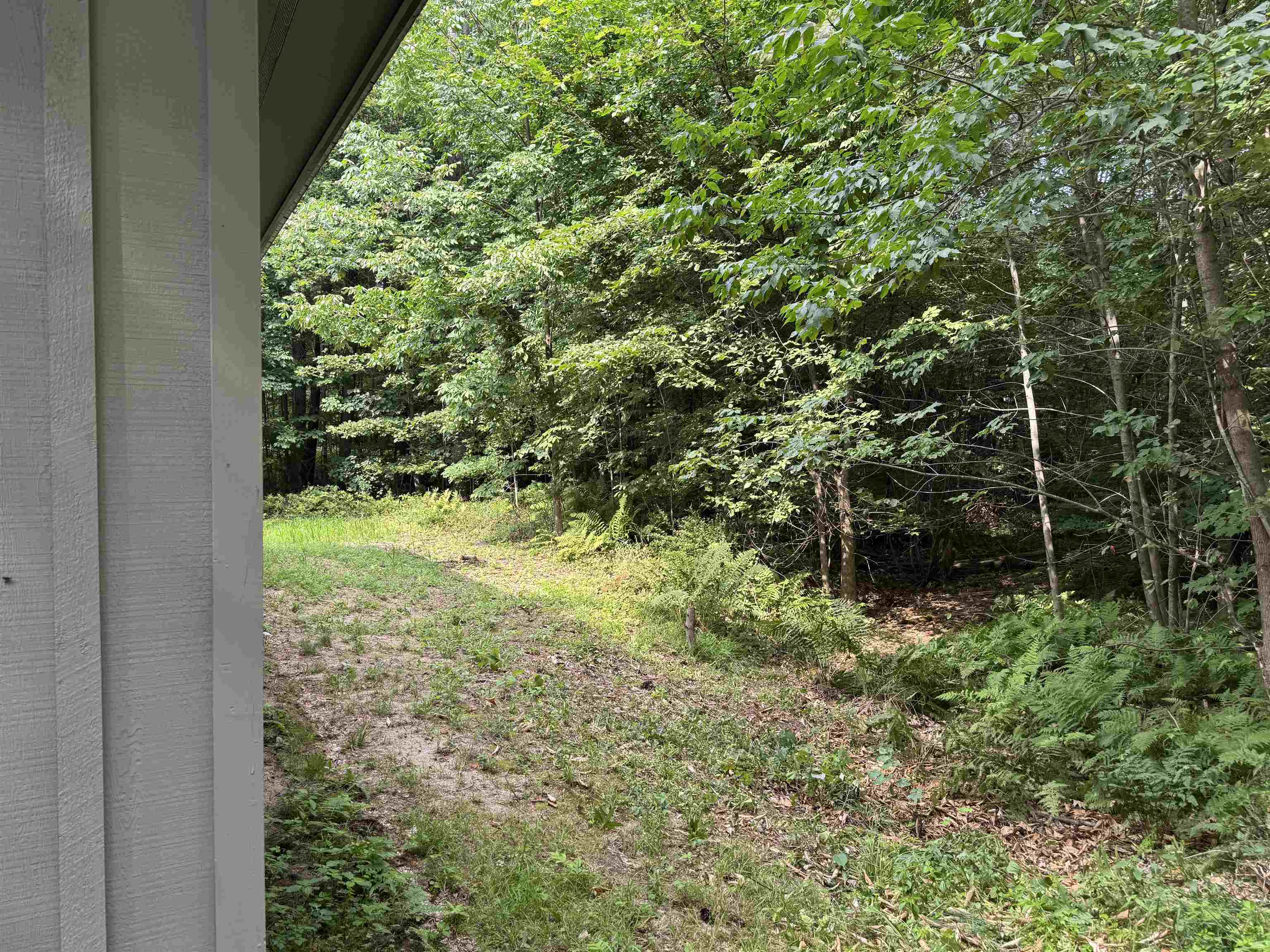 Woods out behind house