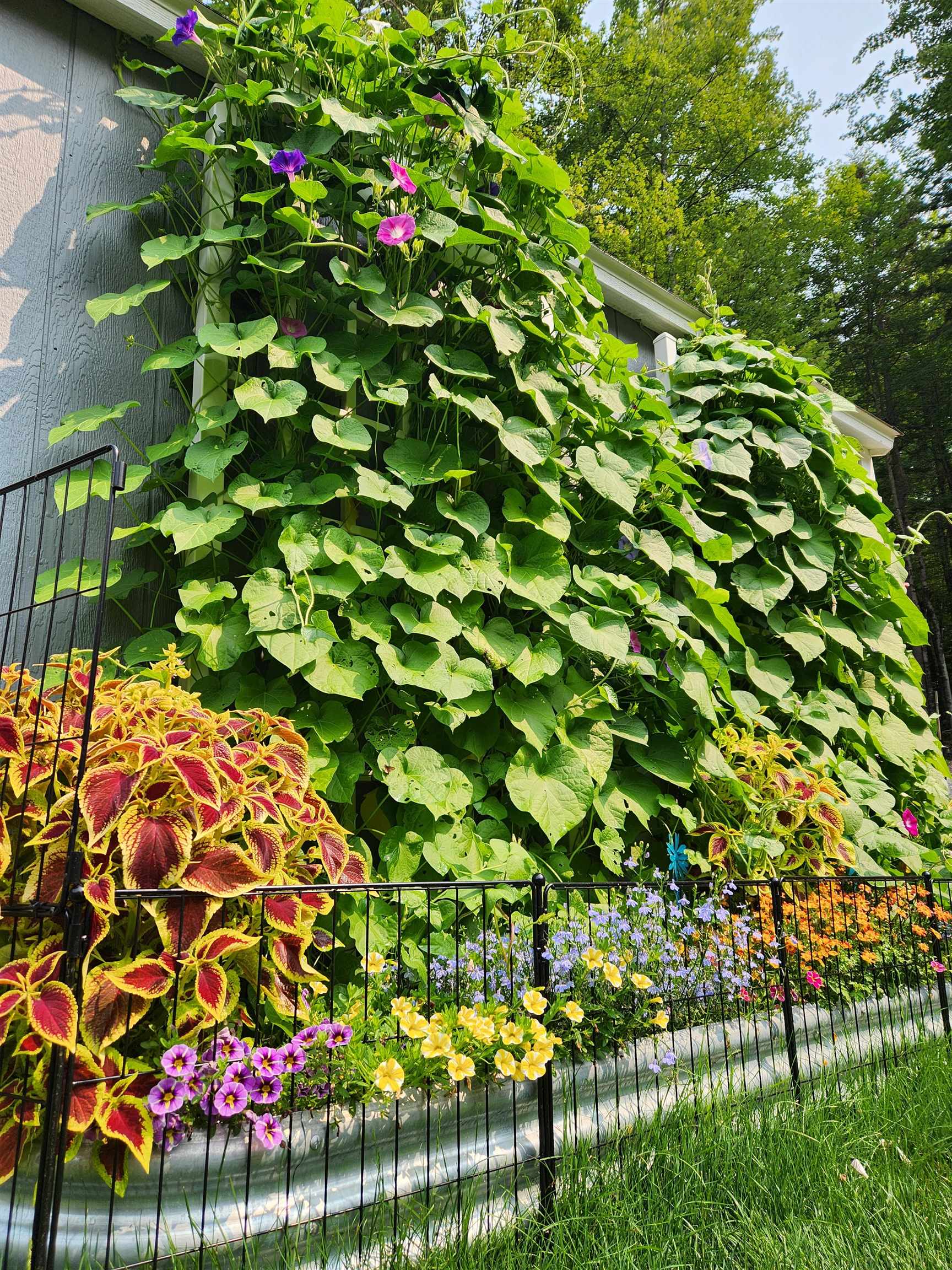 Well established with integrated irrigation.