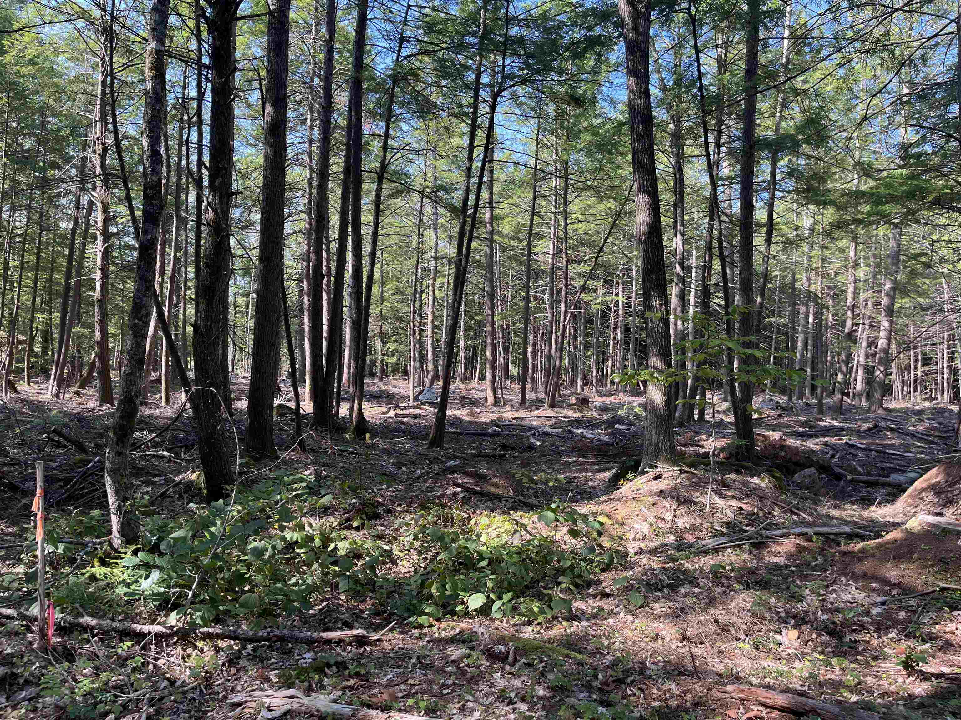 MLS #5056607 image #4