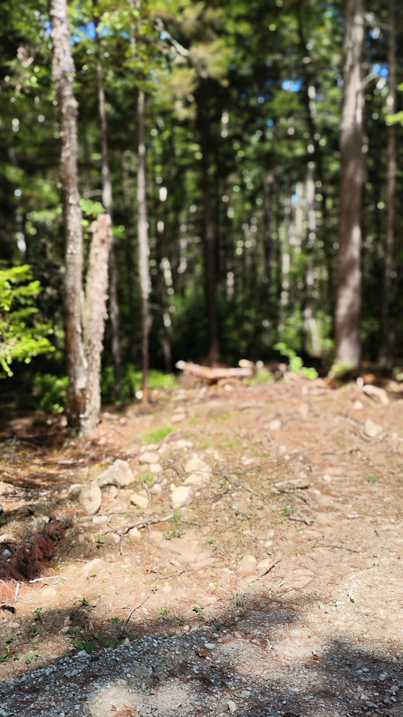 MLS #5056835 image #6