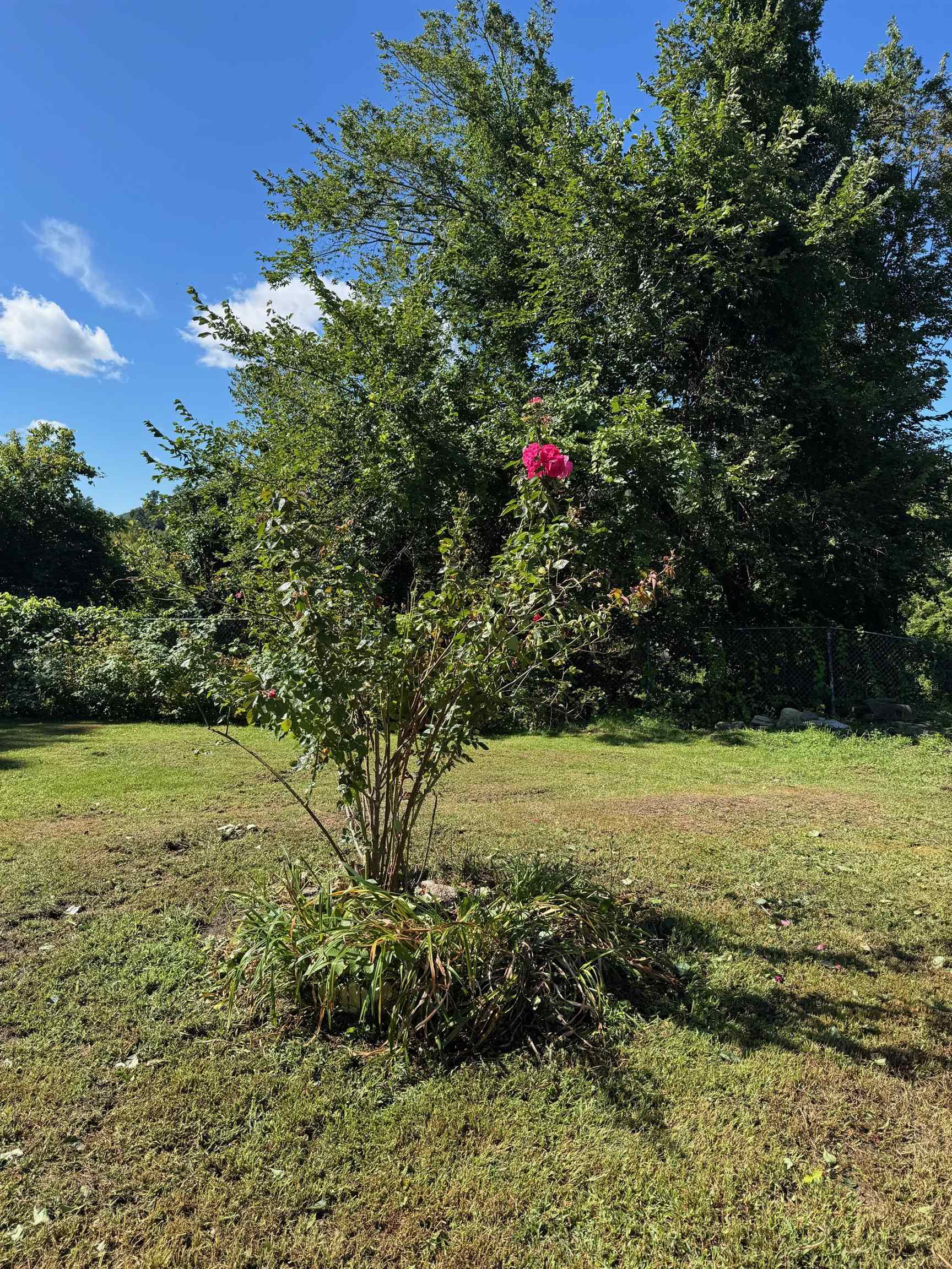 Flower bush in back yard