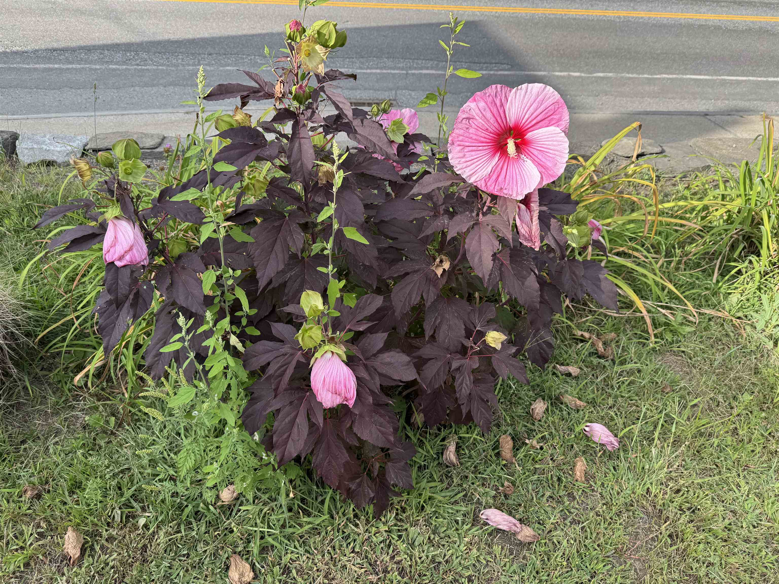 flowers on front lawn