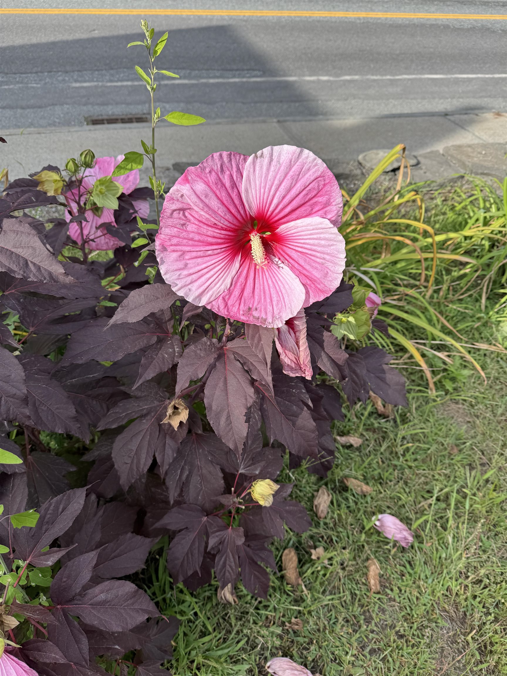 flowers on front lawn