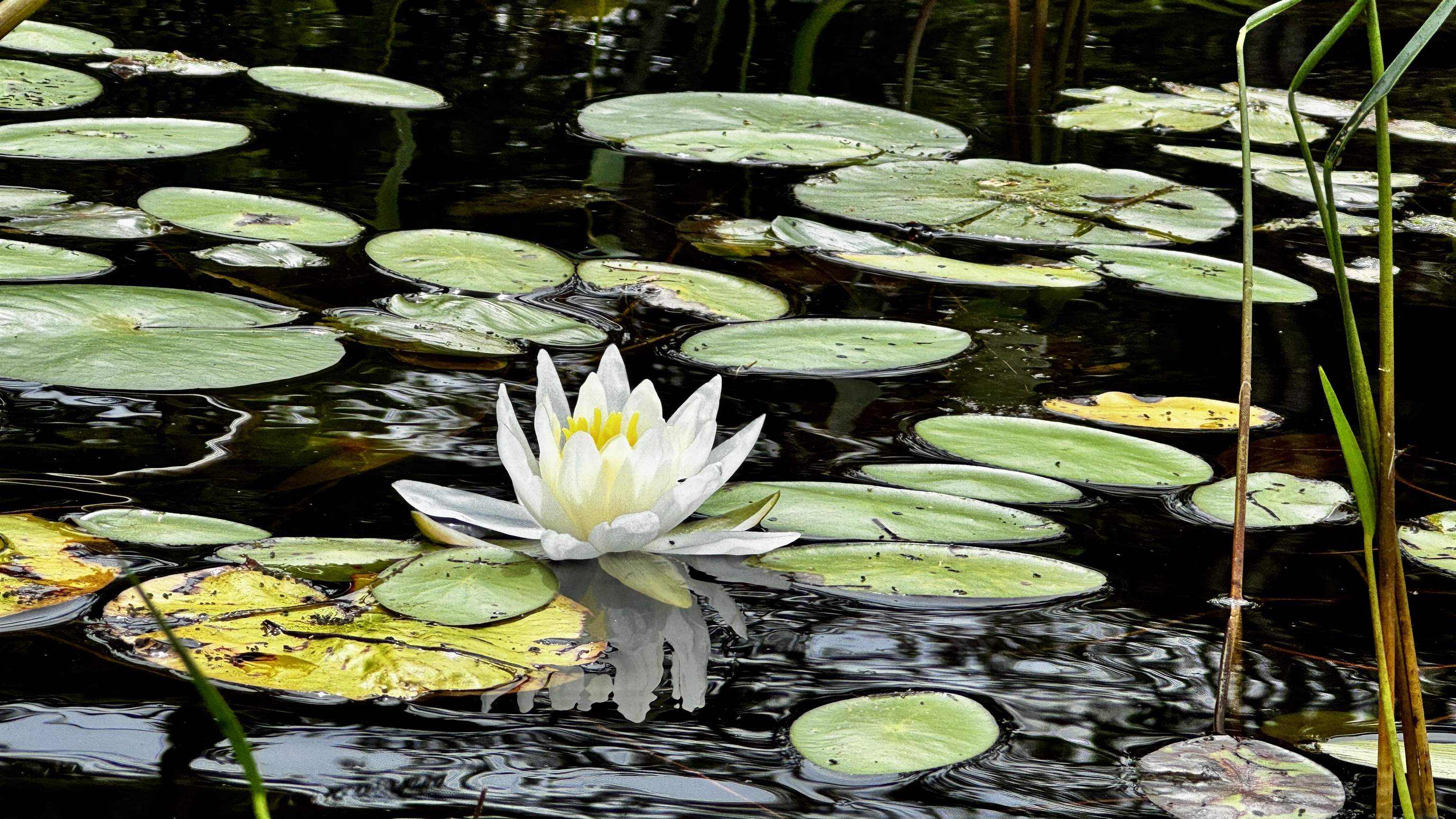 MLS #5057301 image #29