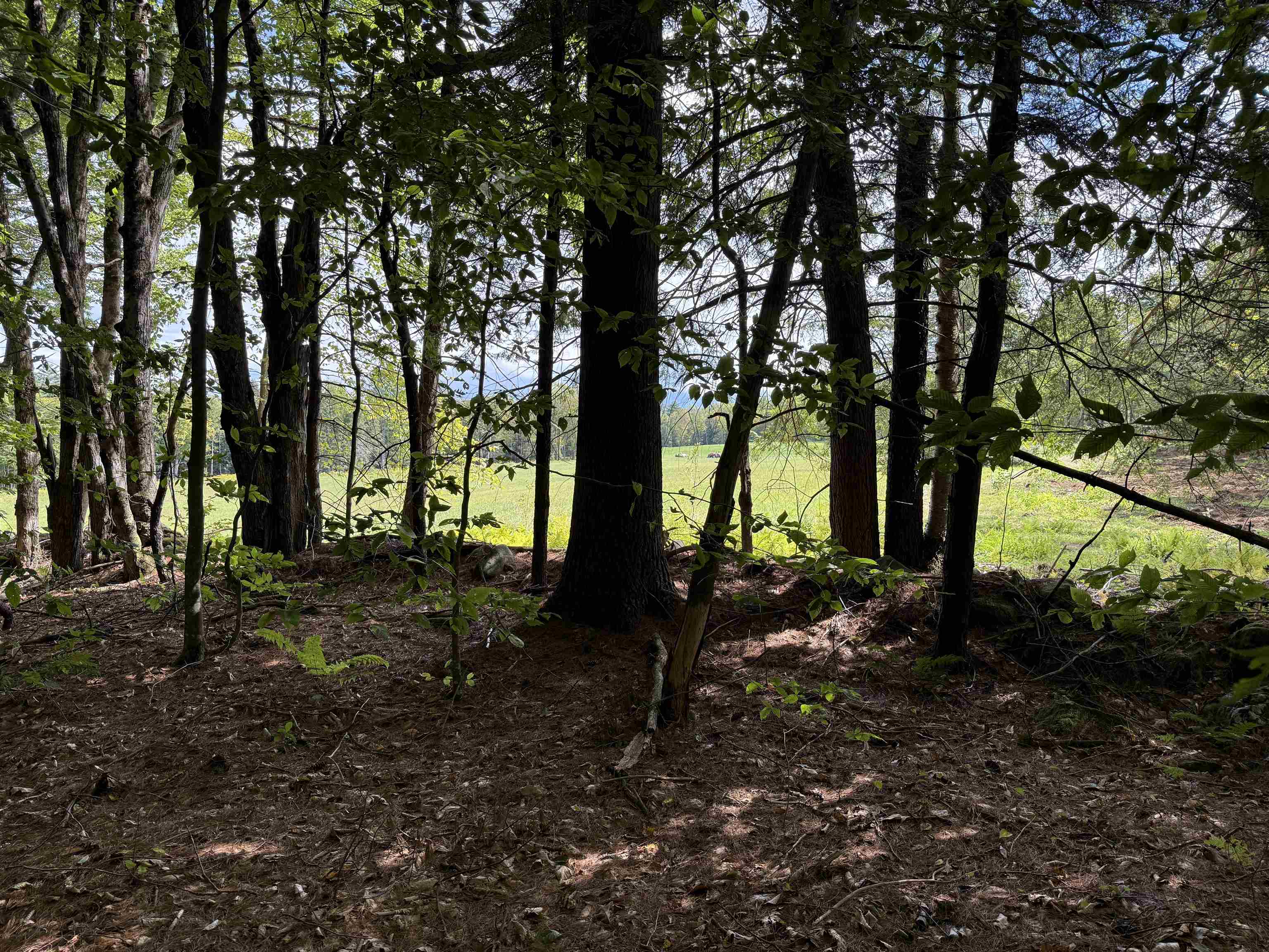 Peeking over the stone wall boundary