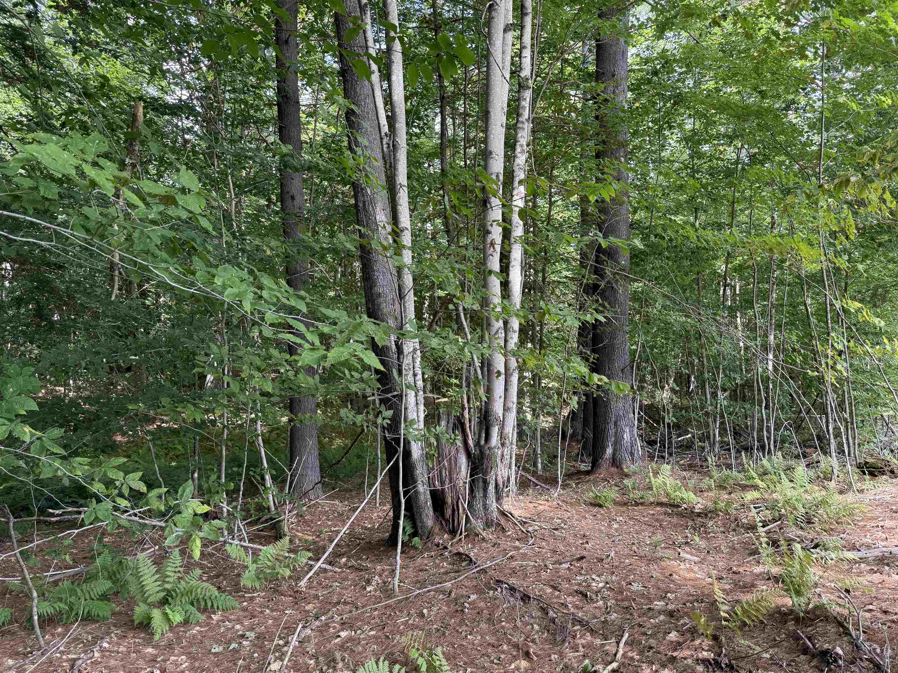 A mix of hardwood and softwood