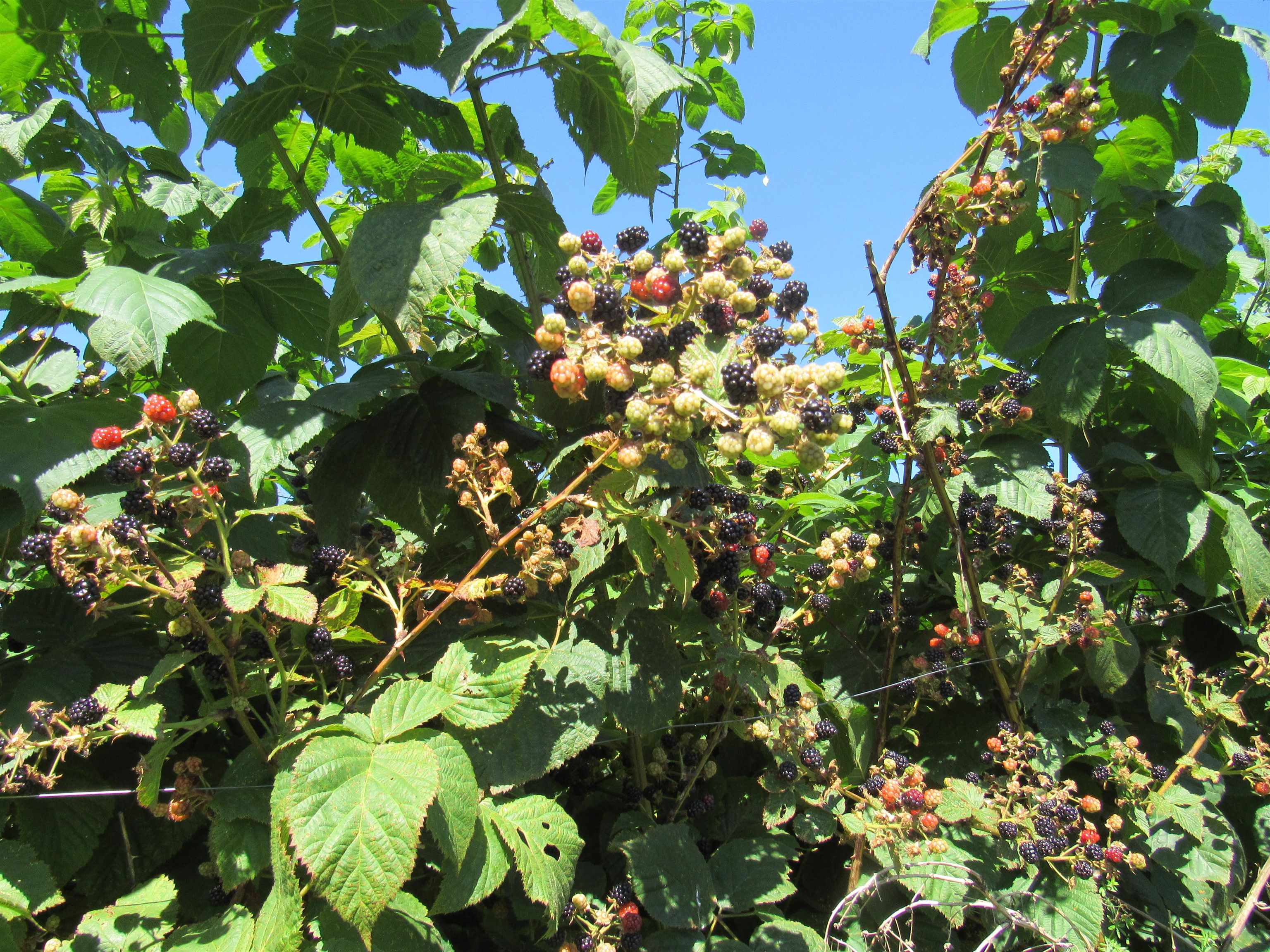 Homes for sale in Barton, VT | 258 Elm St, Barton, VT 05822 | MLS# 5059075