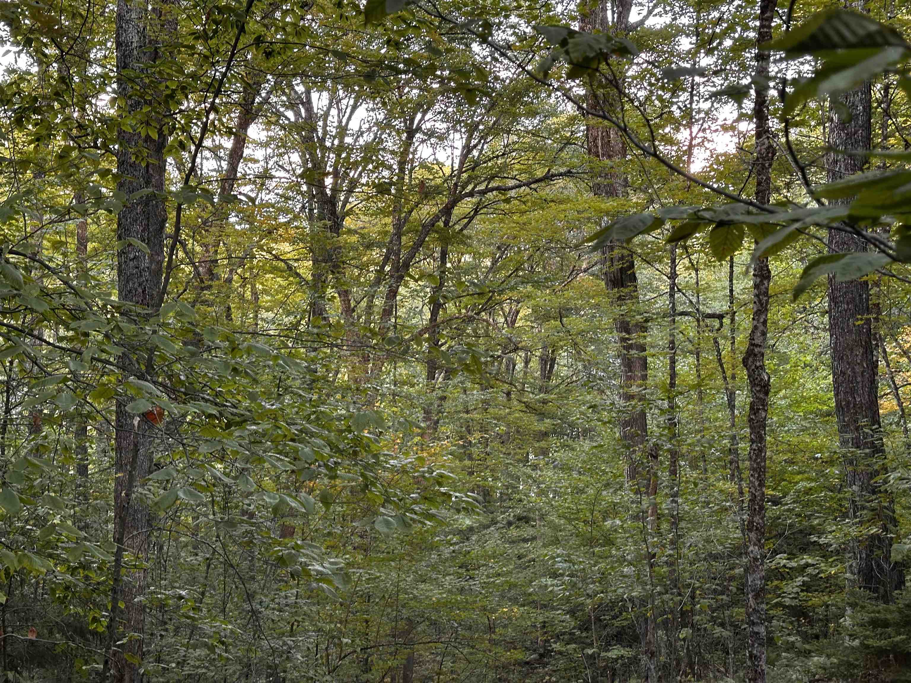 Homes for sale in Littleton, NH | Sugarwood Ln, Littleton, NH 03561 | MLS# 5059637