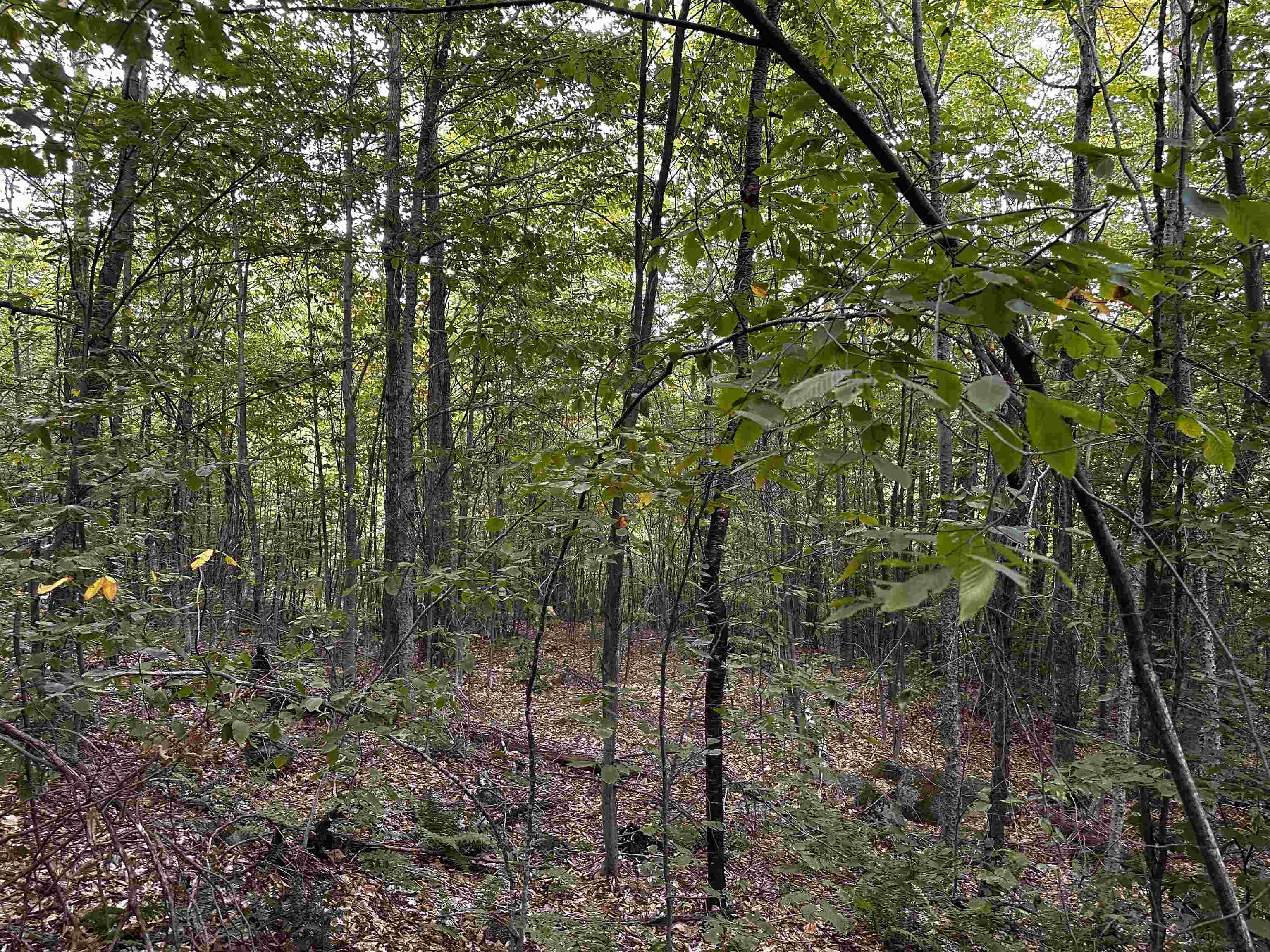 Homes for sale in Littleton, NH | Sugarwood Ln, Littleton, NH 03561 | MLS# 5059637