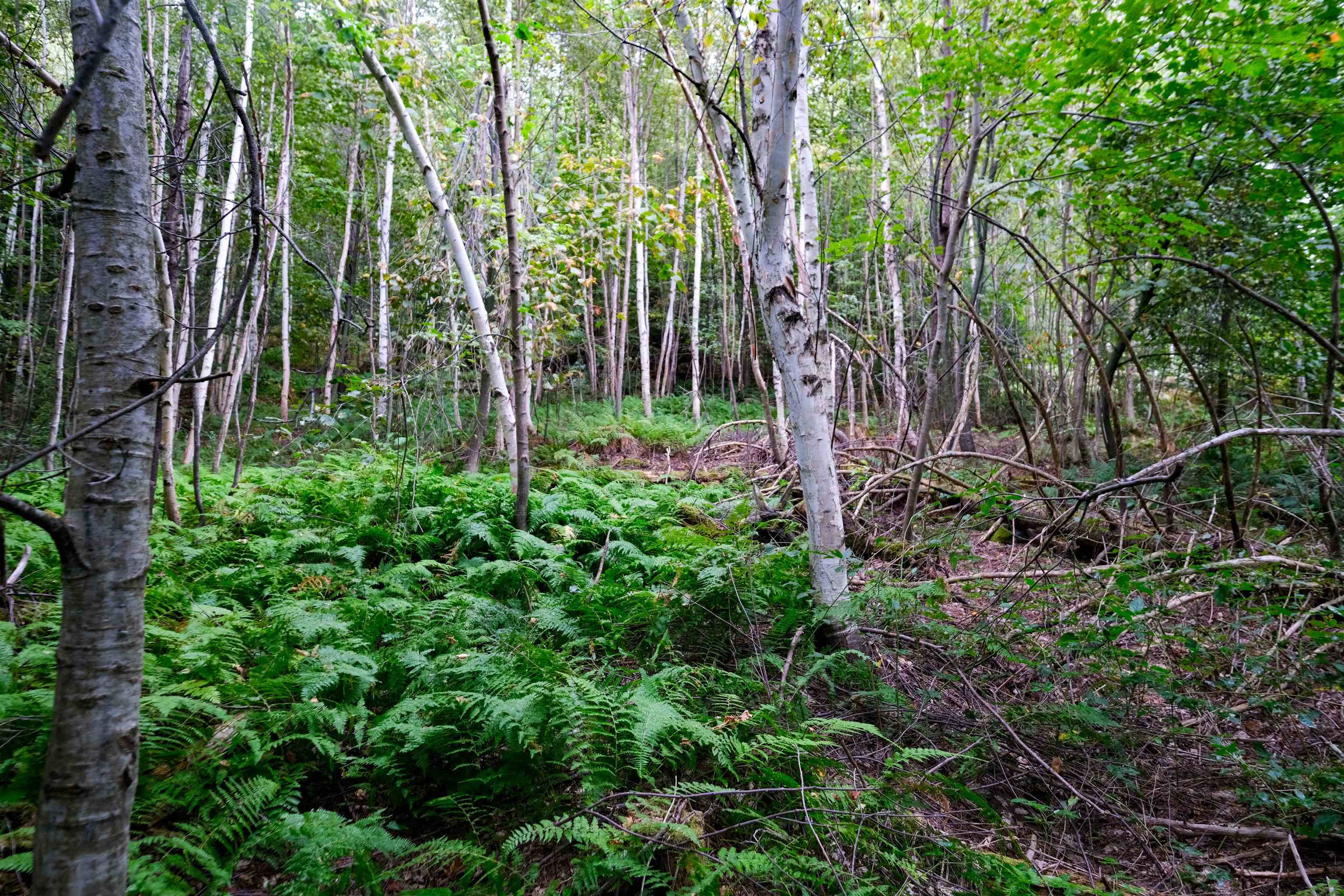 Birches on land