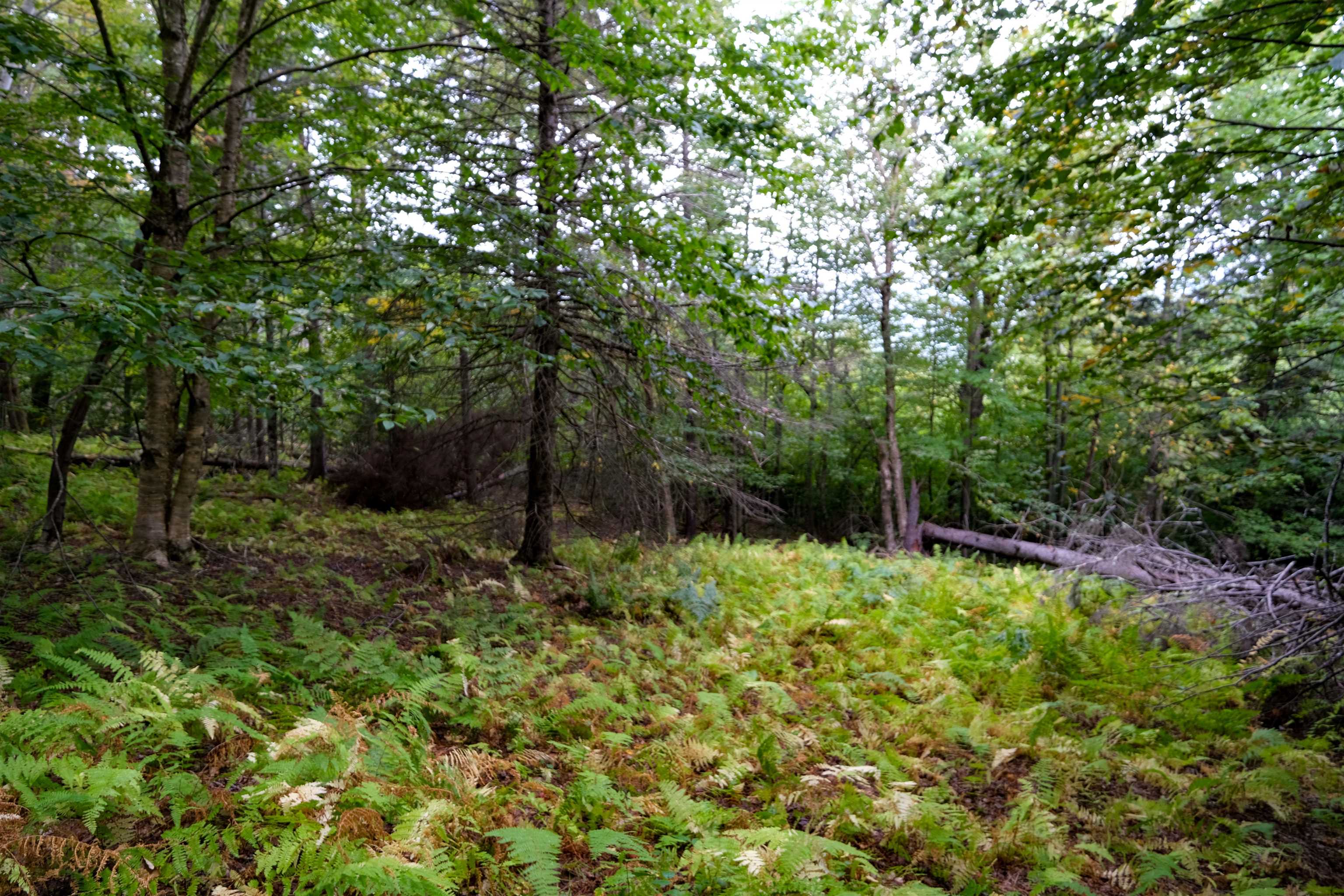 Fern lined area
