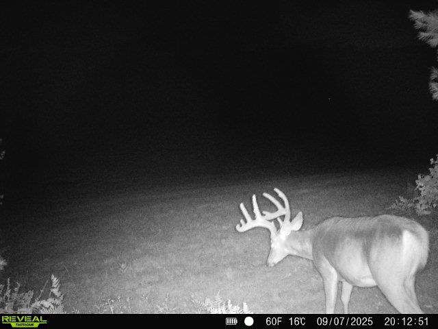 Trail Camera on property