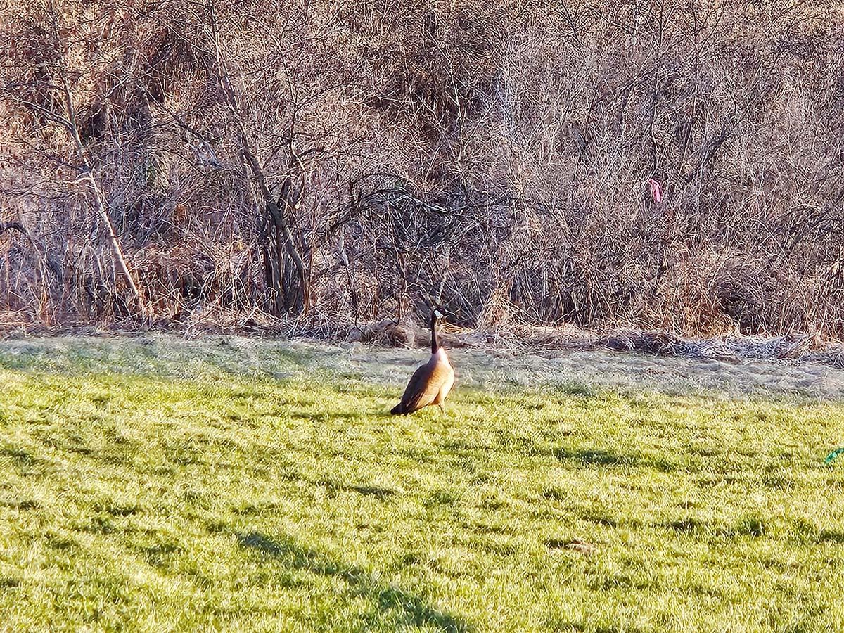 Homes for sale in Bakersfield, VT | Lot 12-13 Paradis Ln, Bakersfield, VT 05450 | MLS# 5060327