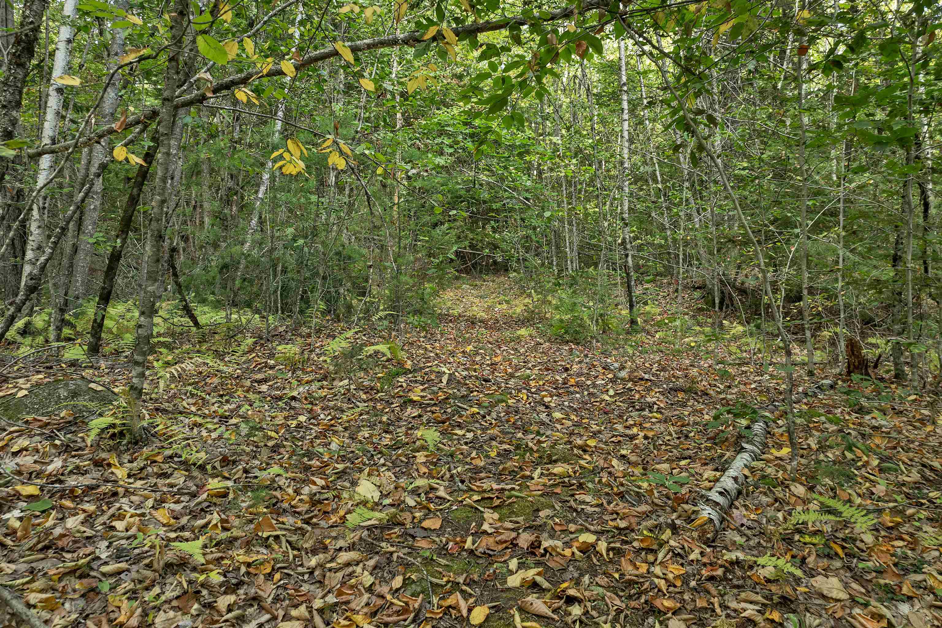 Woods trail