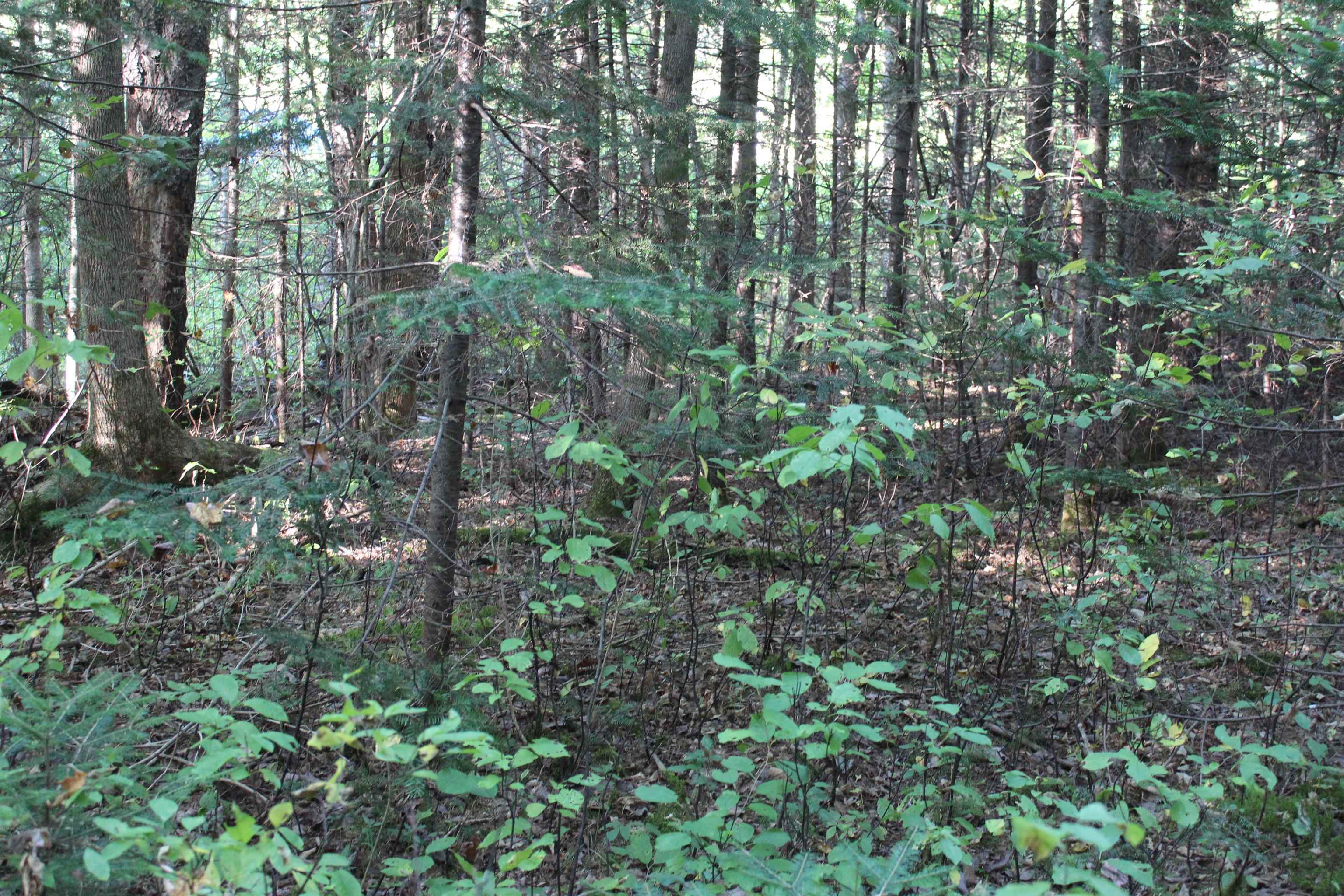 Homes for sale in Concord, VT | 00 Miles Pond Rd, Concord, VT 05824 | MLS# 5060887