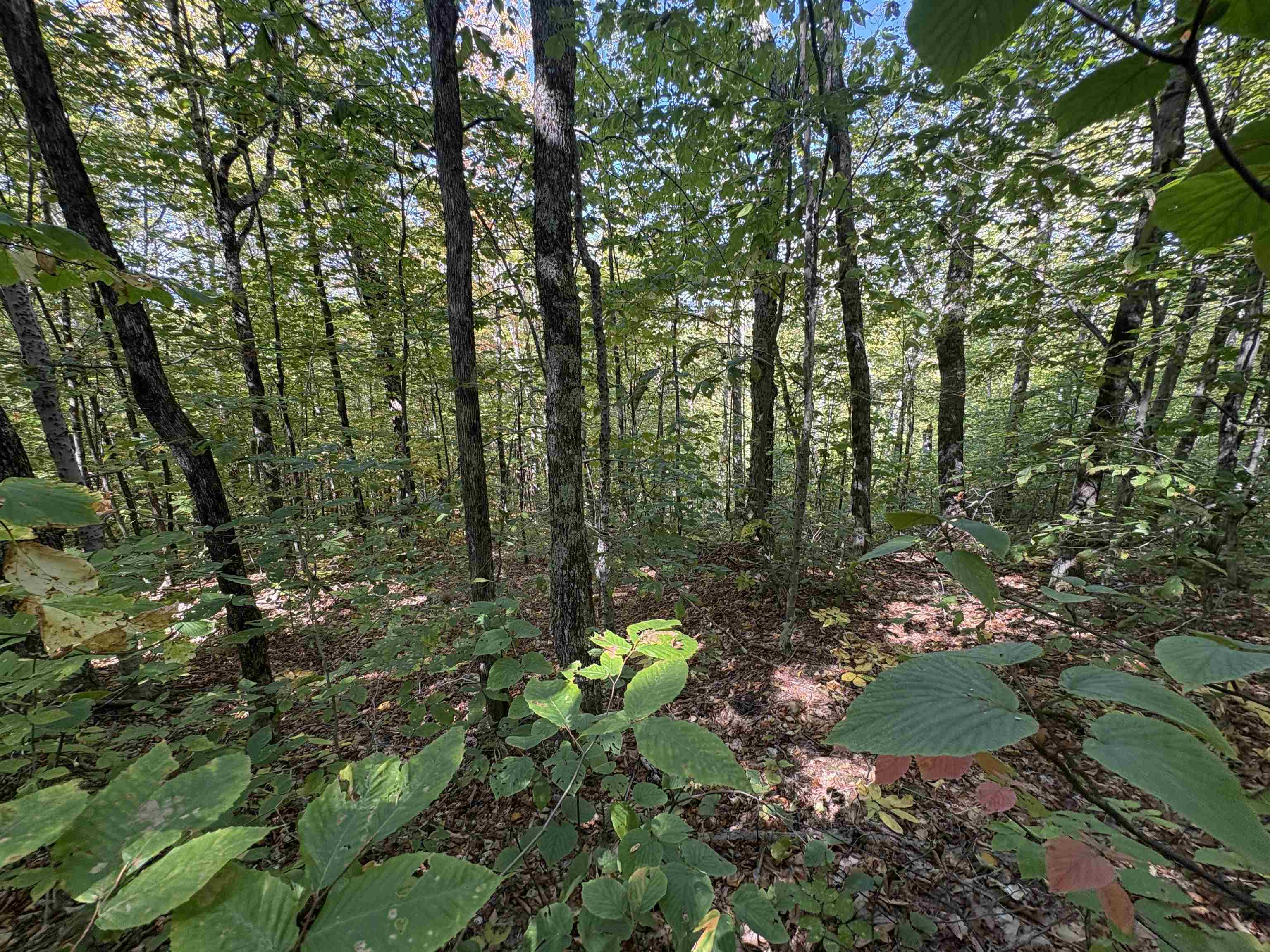 MLS #5061185 image #6