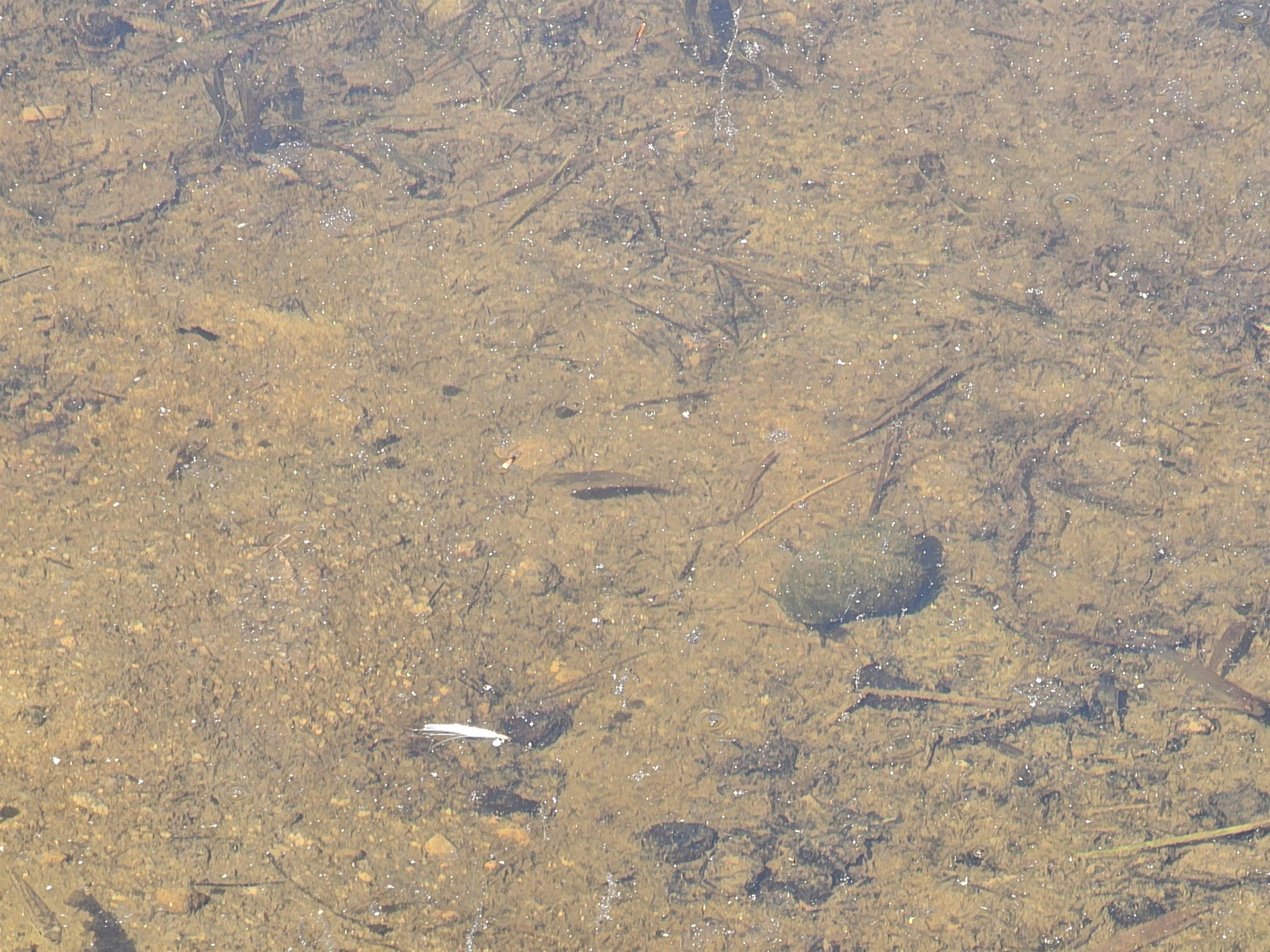 MLS #5061438 image #28