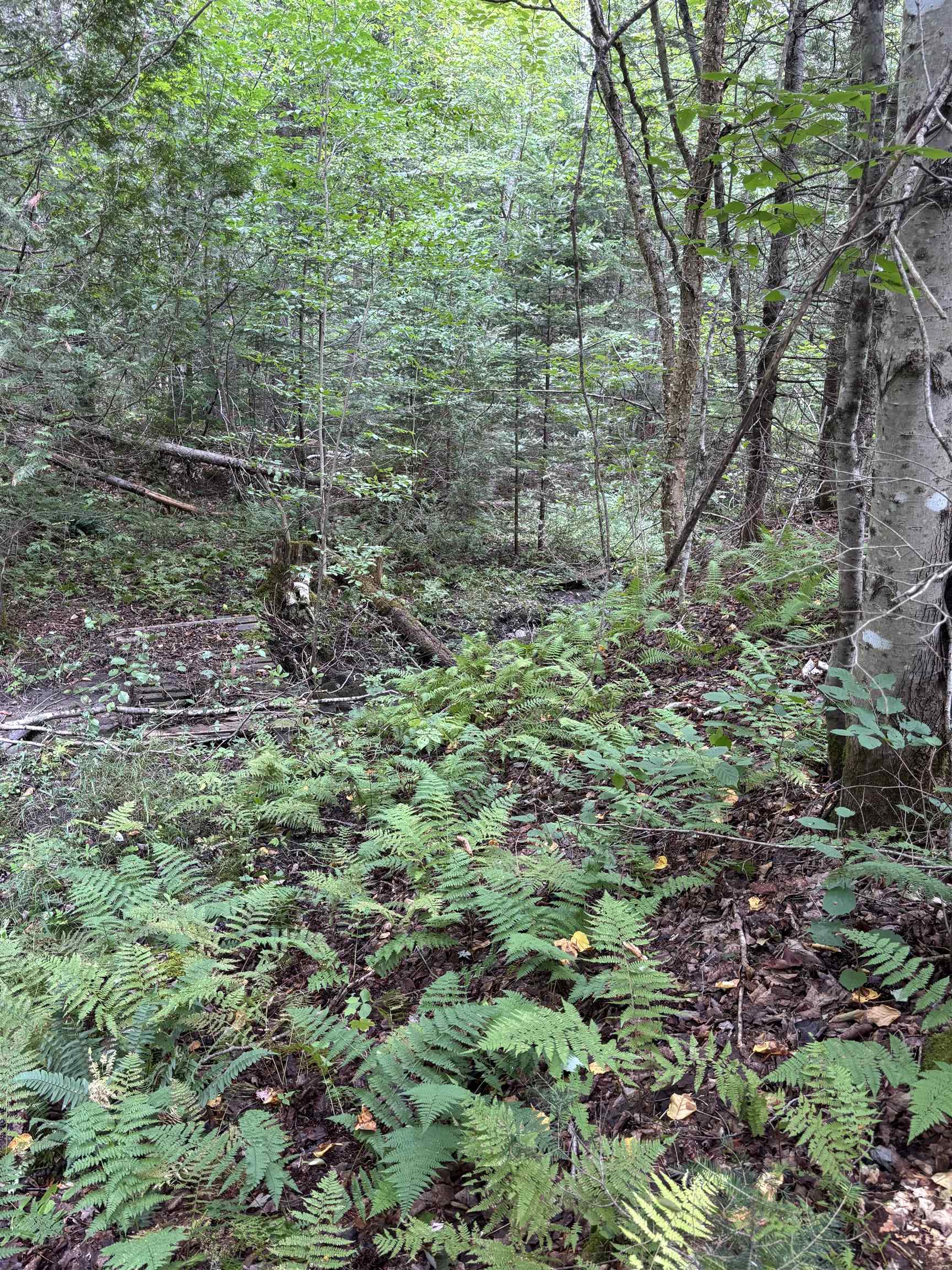 In the woods