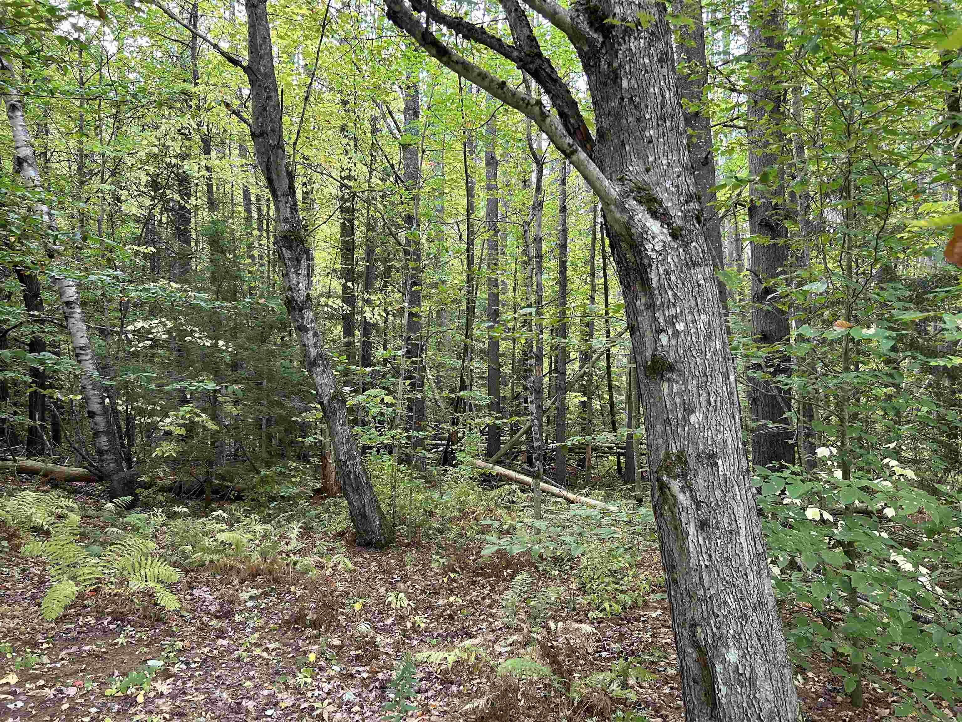 MLS #5062569 image #6