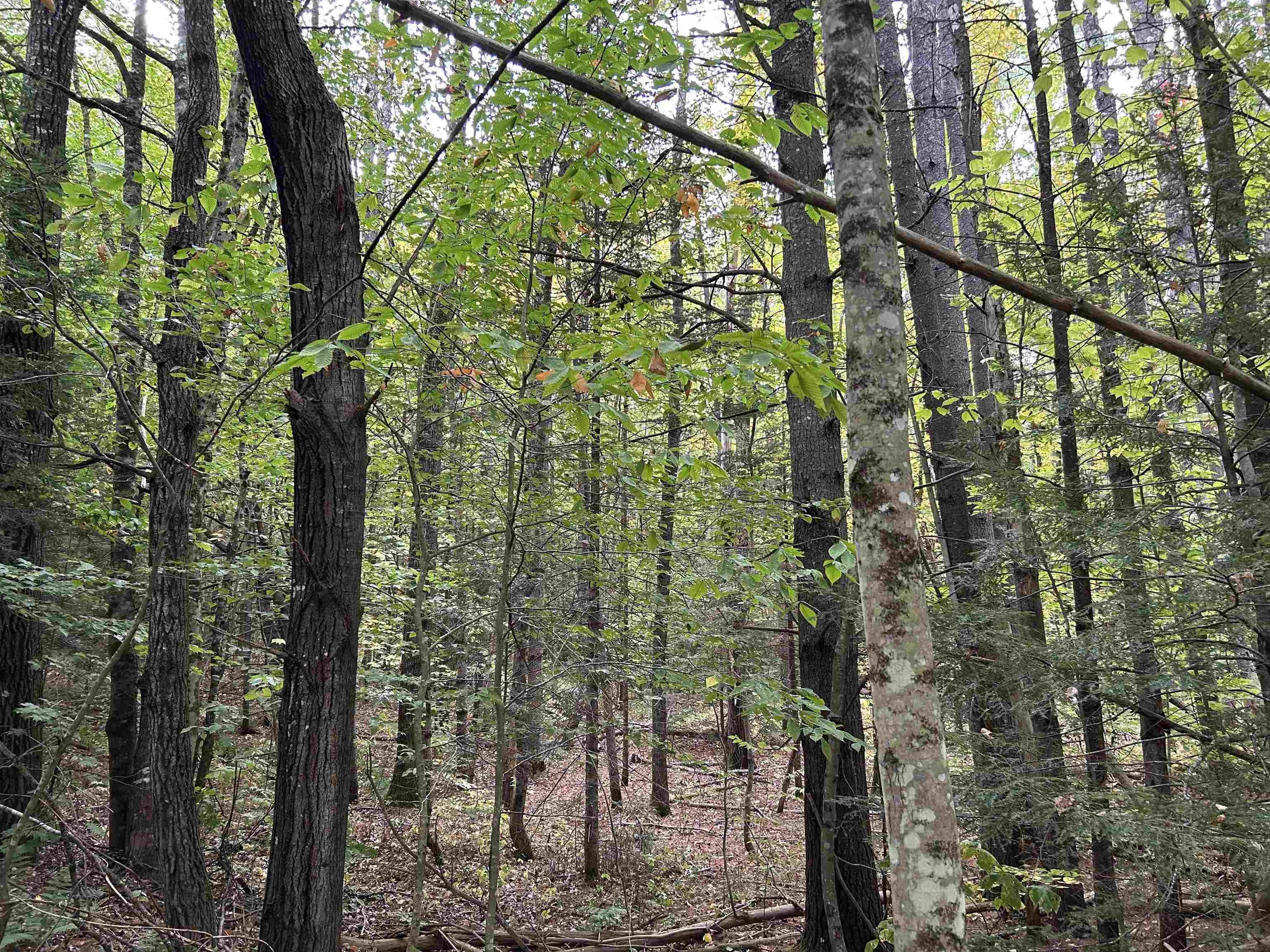 MLS #5062569 image #7