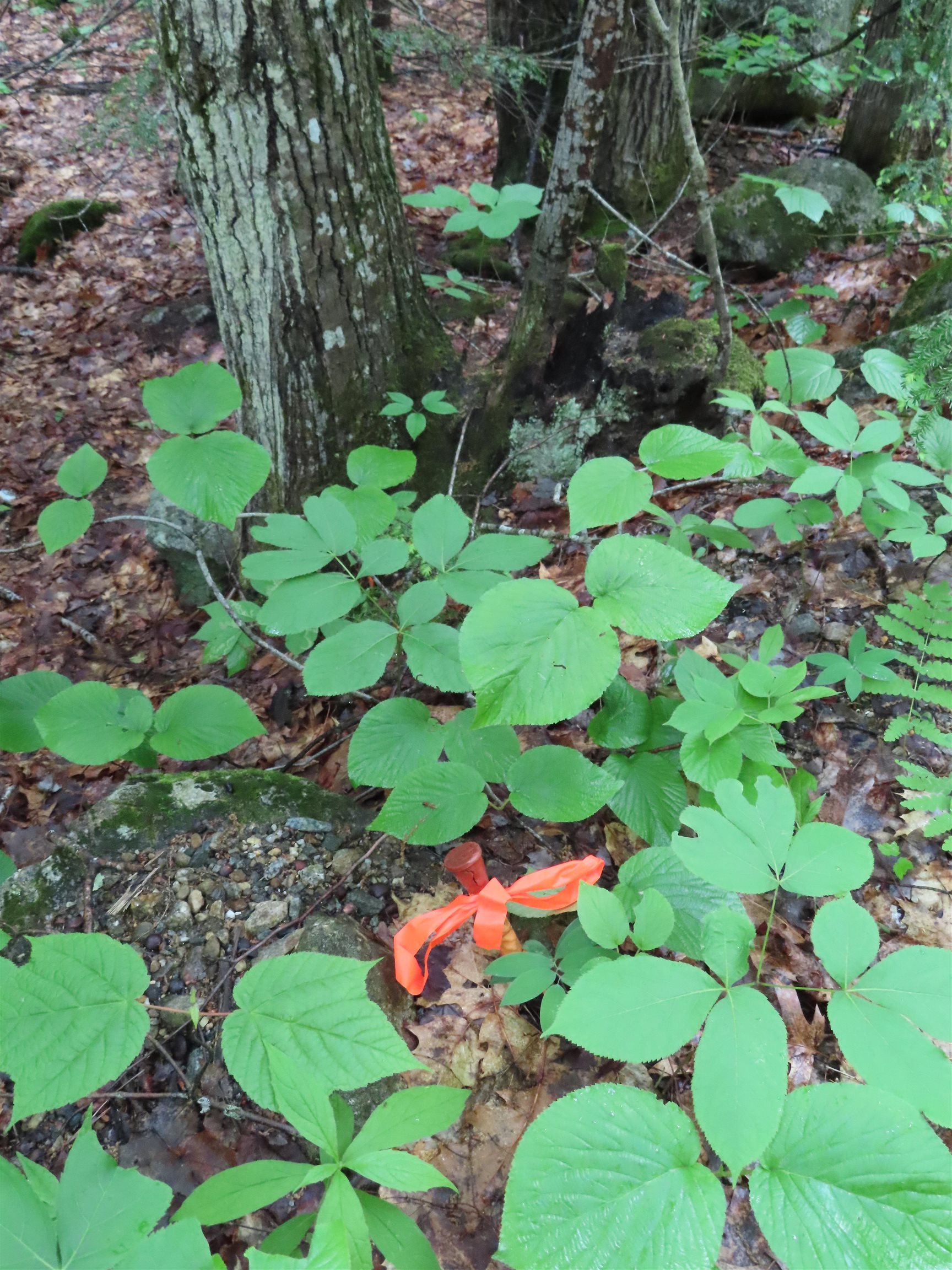Some stakes found