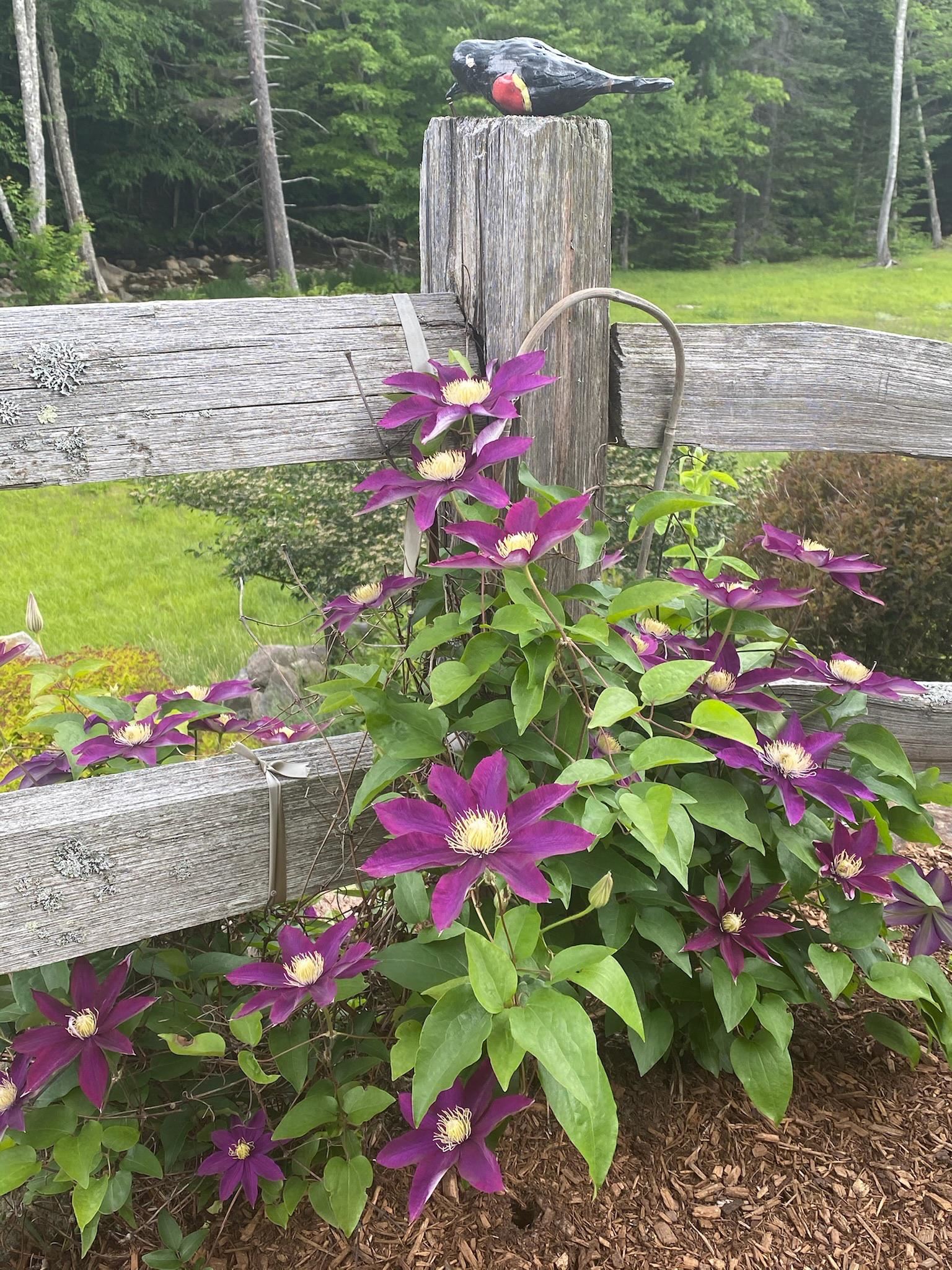 Gorgeous perrenial gardens