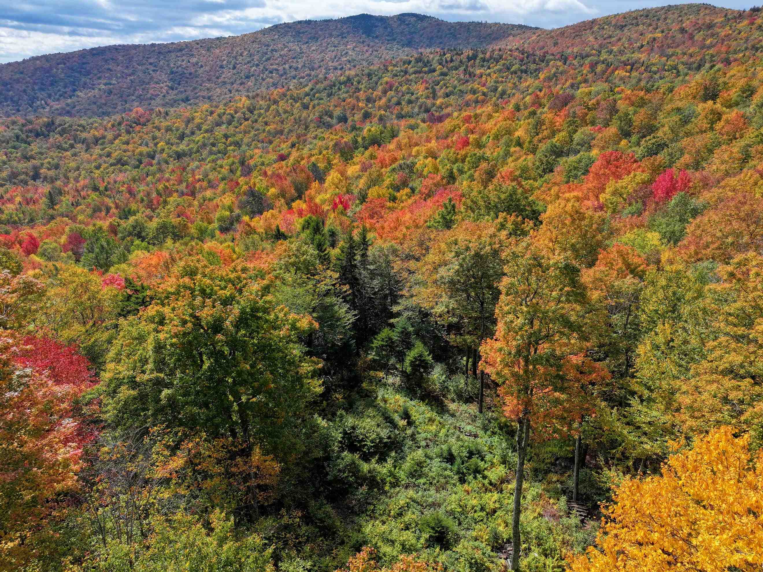 Upper Clearing