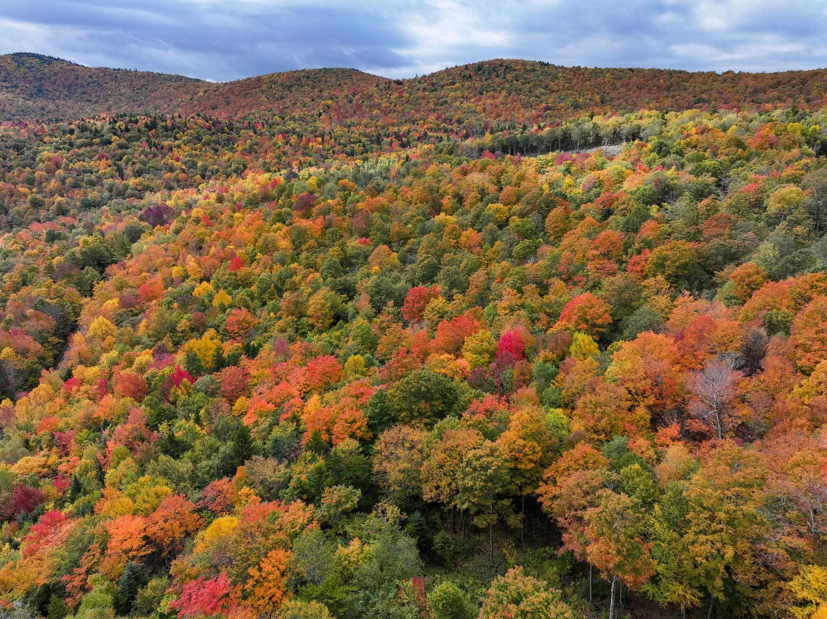 Upper Clearing with Views!
