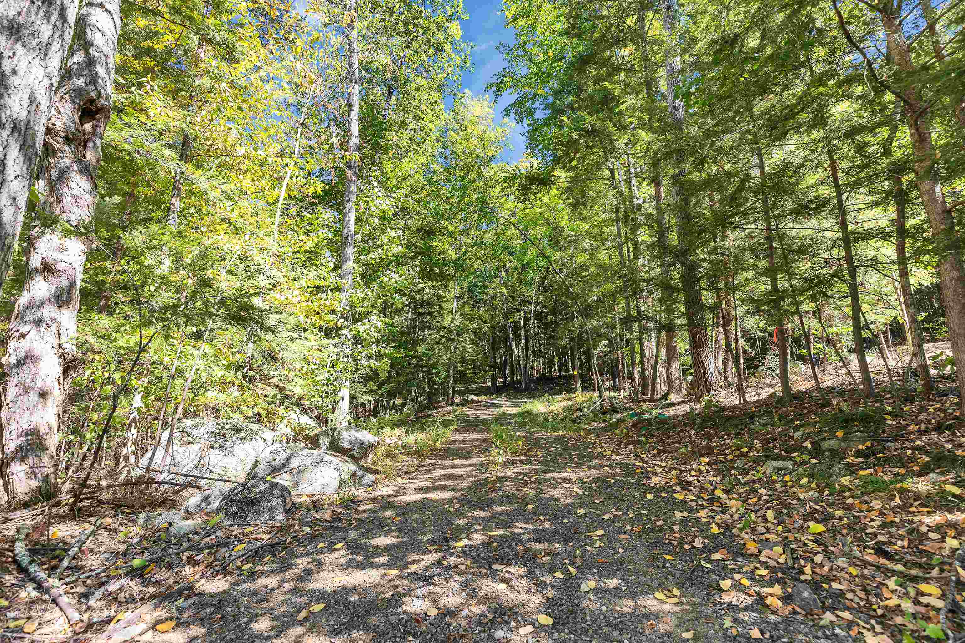 Wooded access road to Shoreline