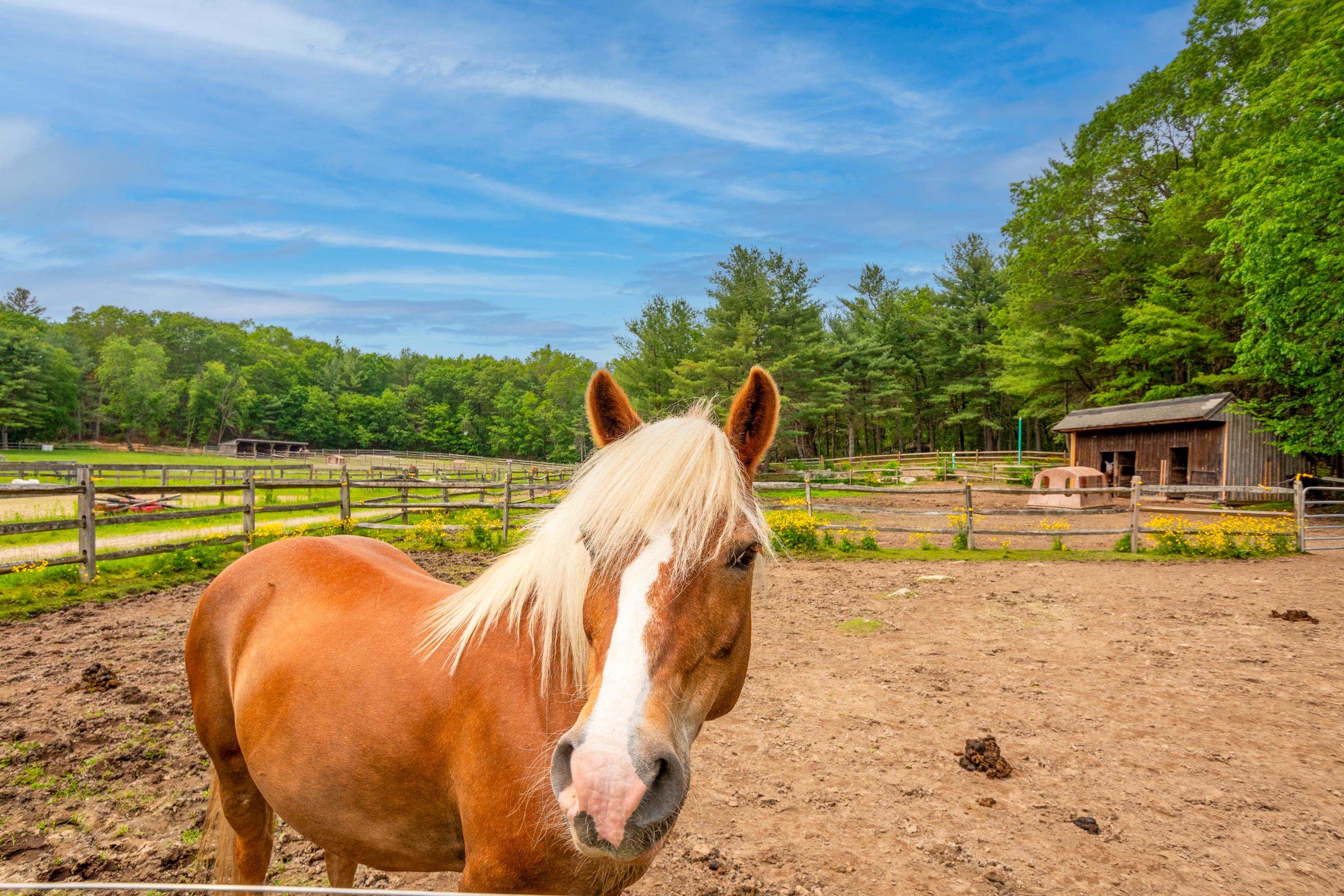 Homes for sale in Carlisle, MA | 225 Lowell St, Carlisle, MA 01741 | MLS# 5063484