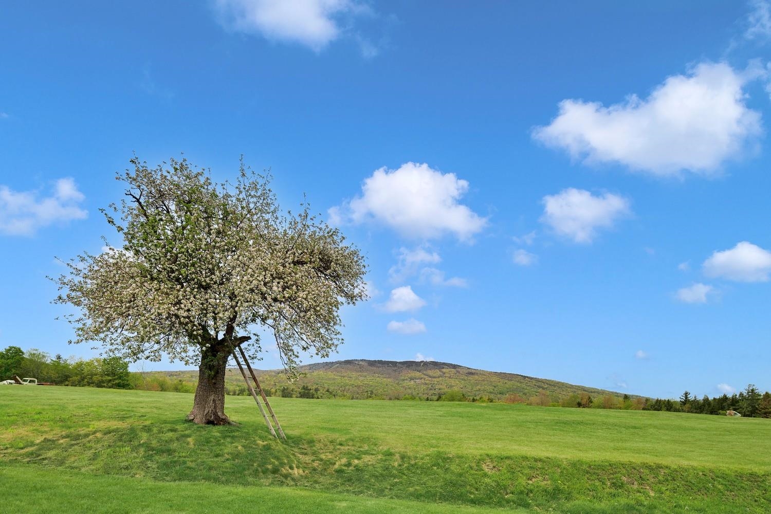 Producing Ancient Apple Trees
